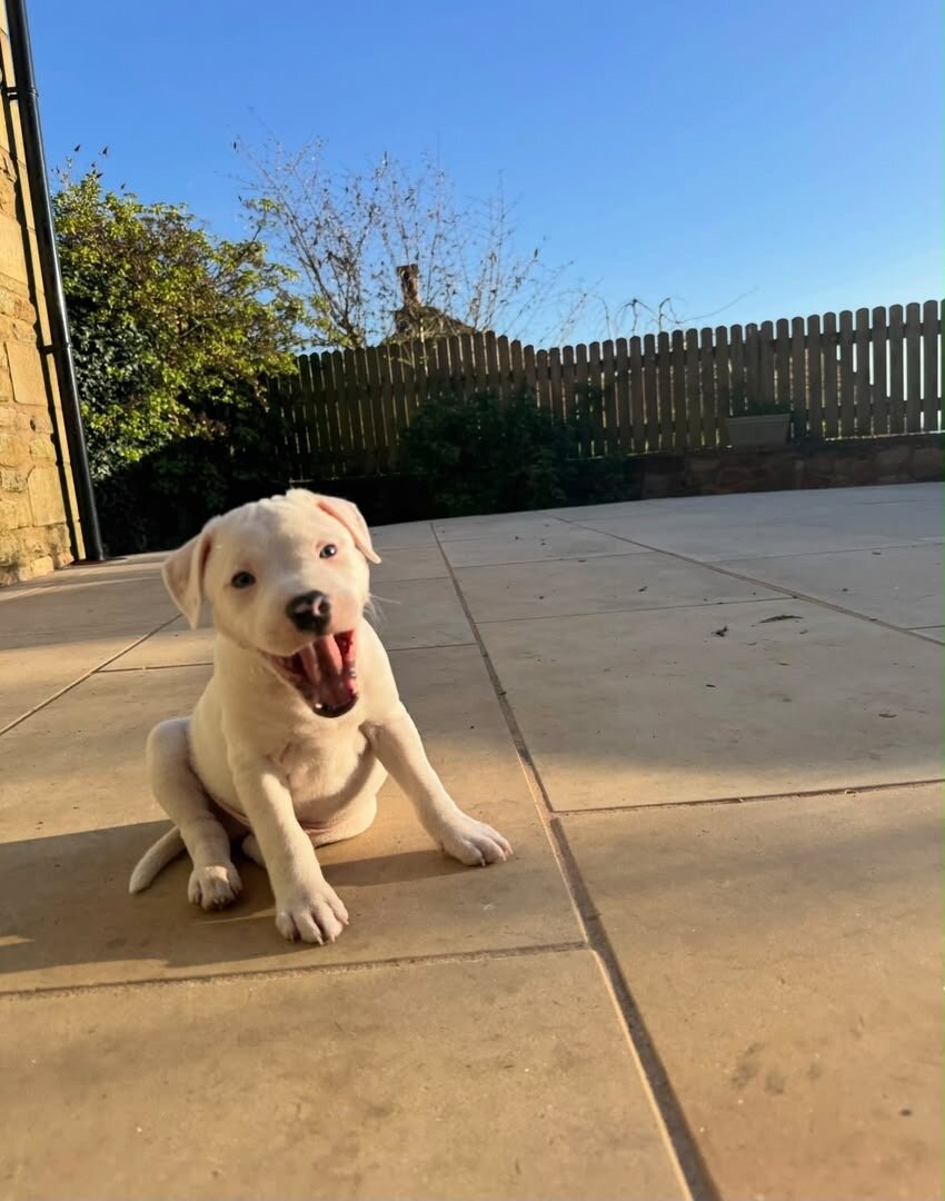 Little White Staffordshire Bull Terrier Puppy image 1