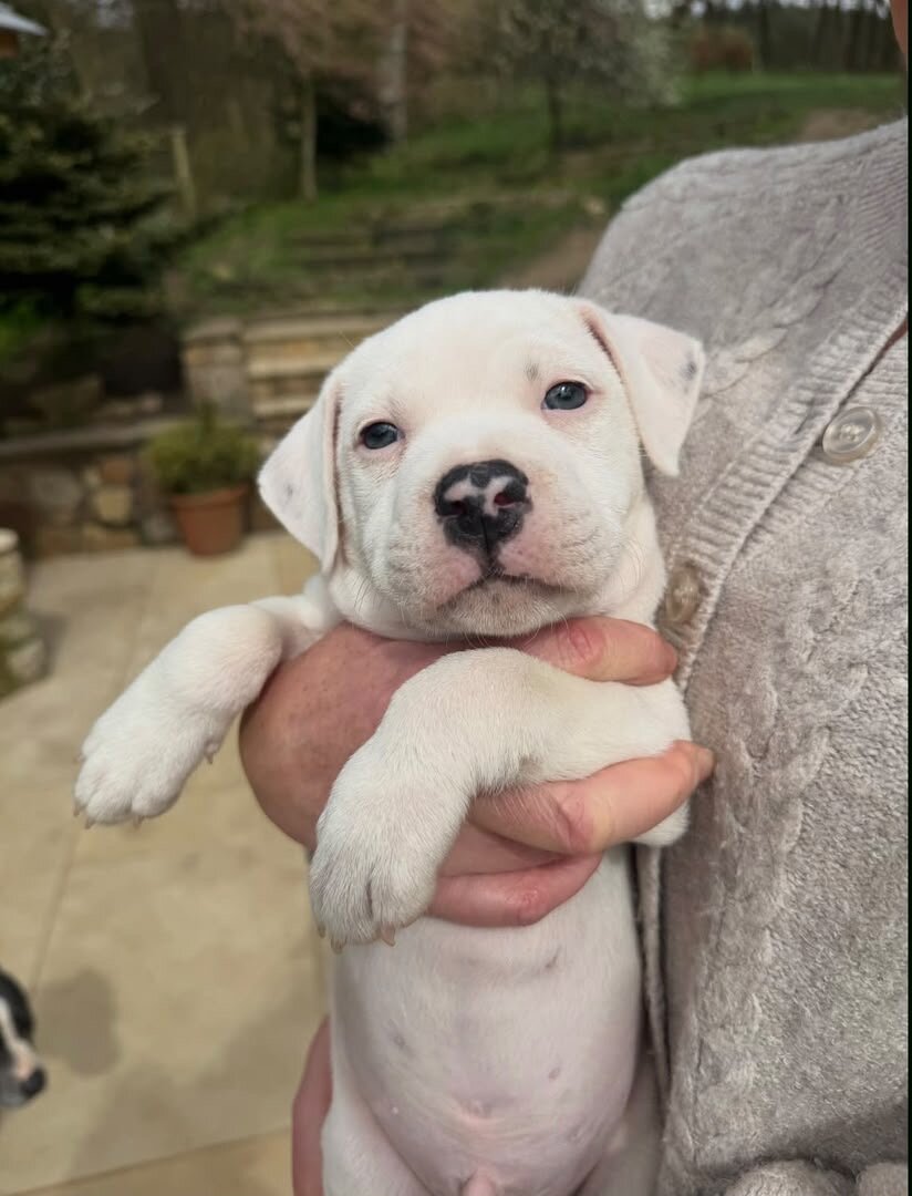 Little White Staffordshire Bull Terrier Puppy image 2