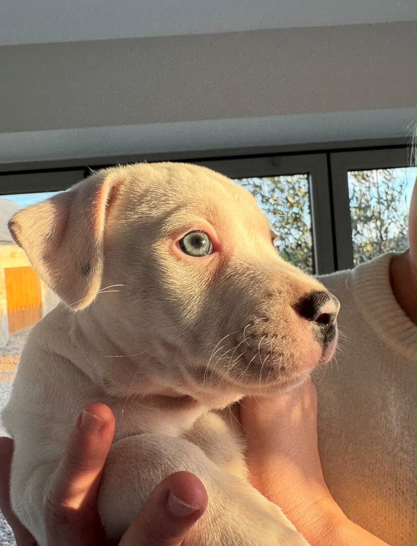 Little White Staffordshire Bull Terrier Puppy image 6