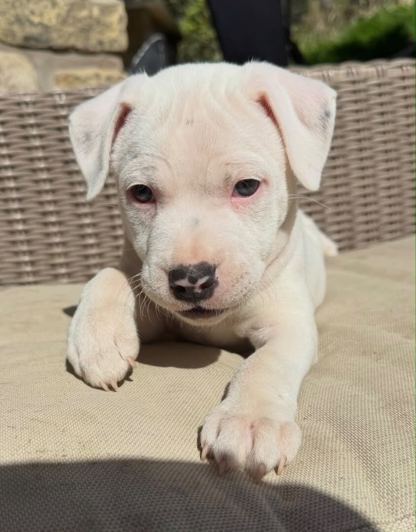 Little White Staffordshire Bull Terrier Puppy image 5