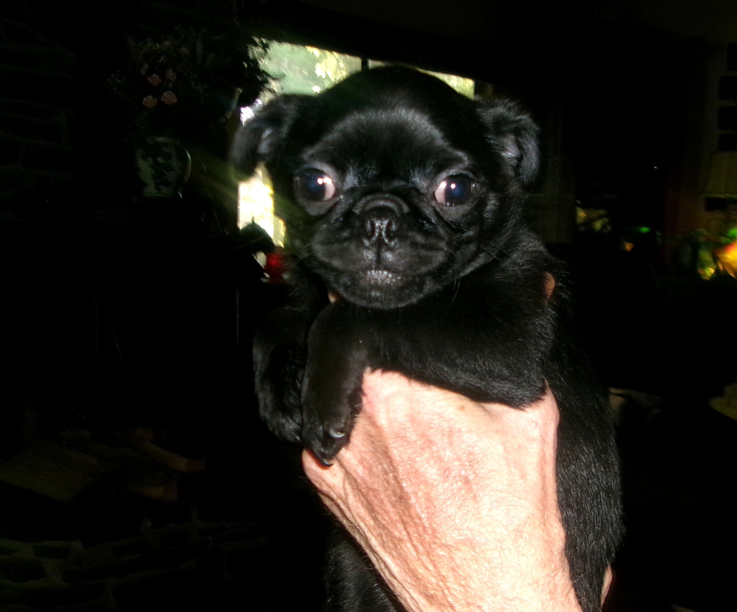Pug Puppies image 1
