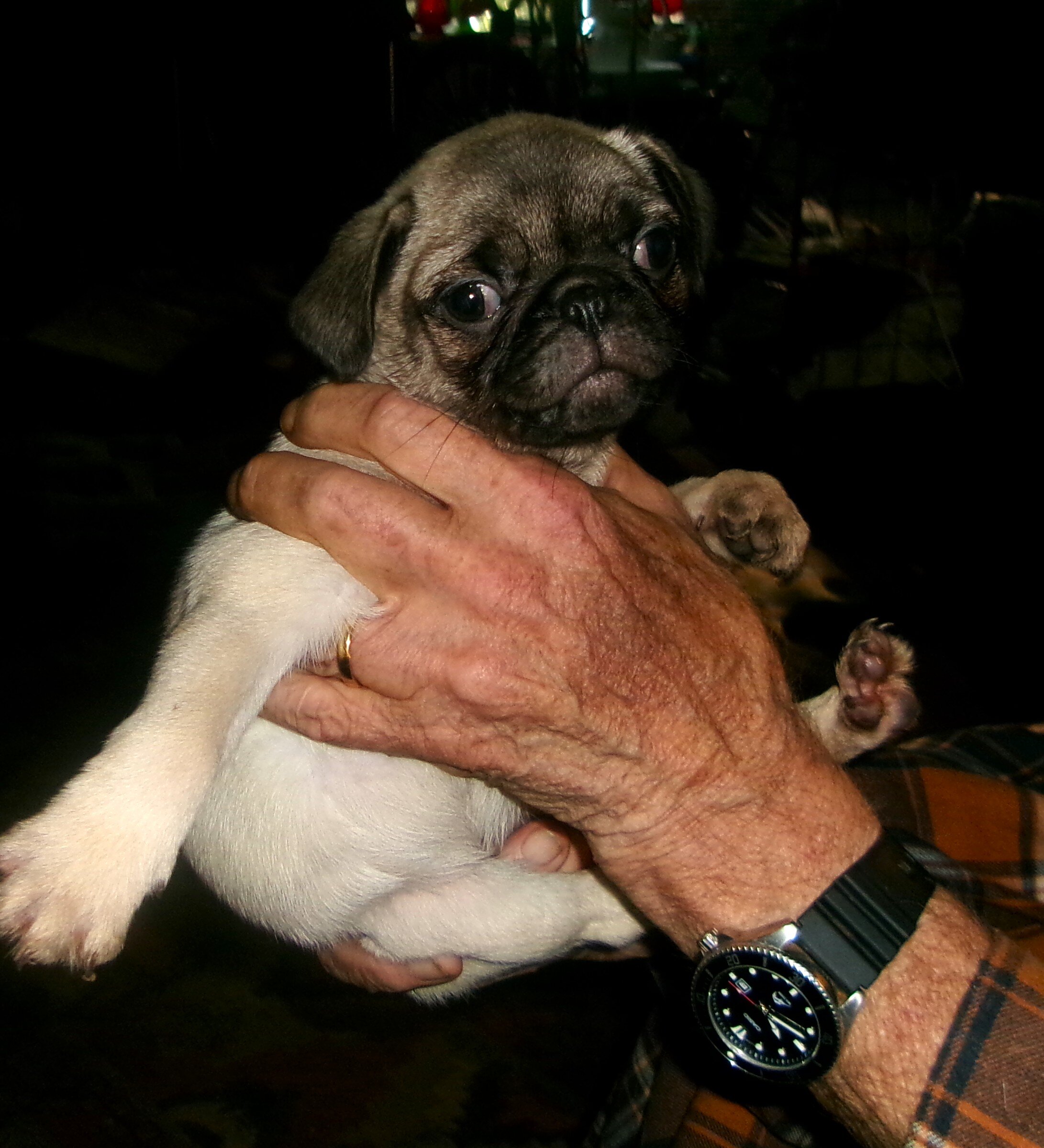 Pug Puppies image 3