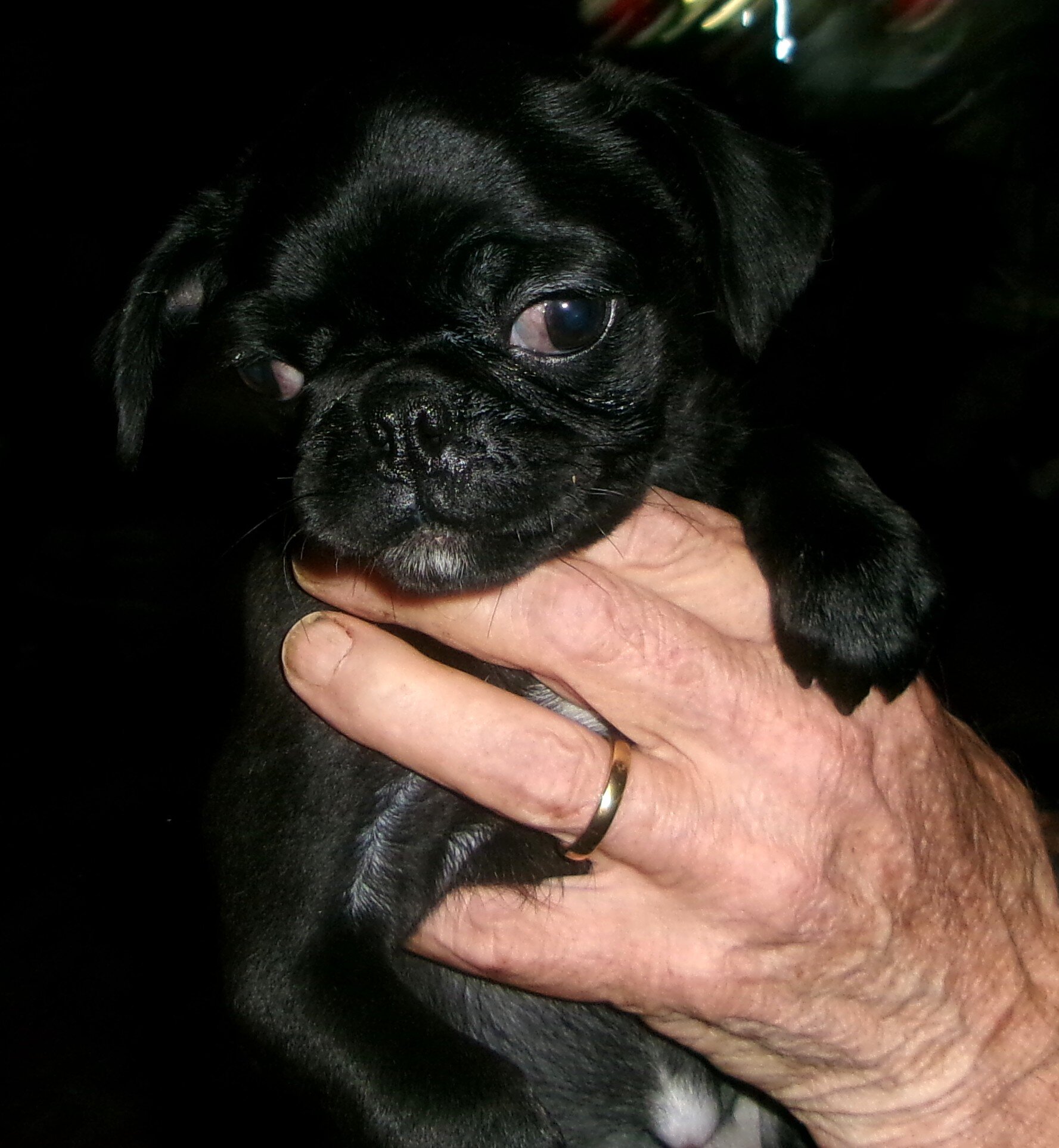 Pug Puppies image 2