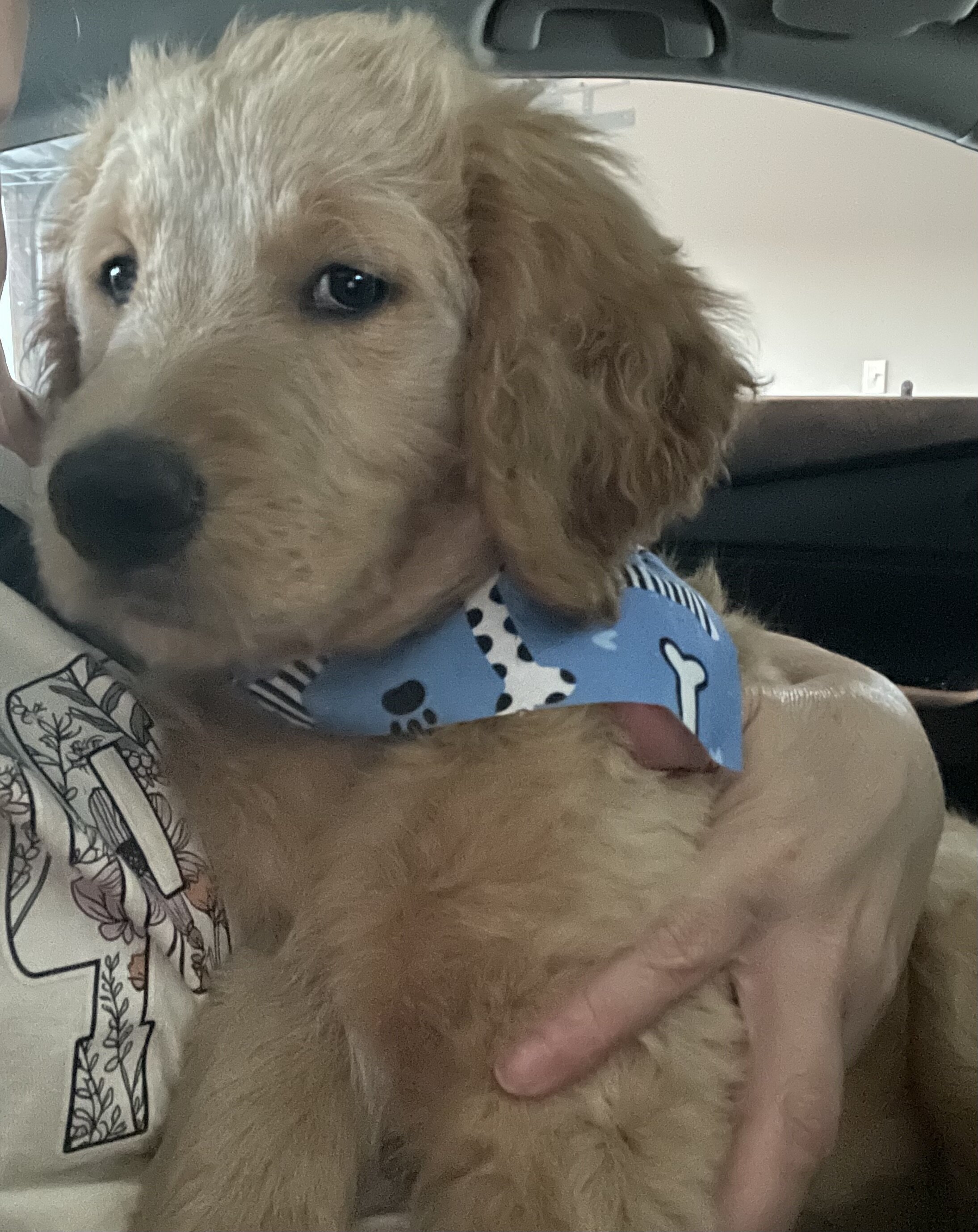 Goldendoodle puppies multigen image 3