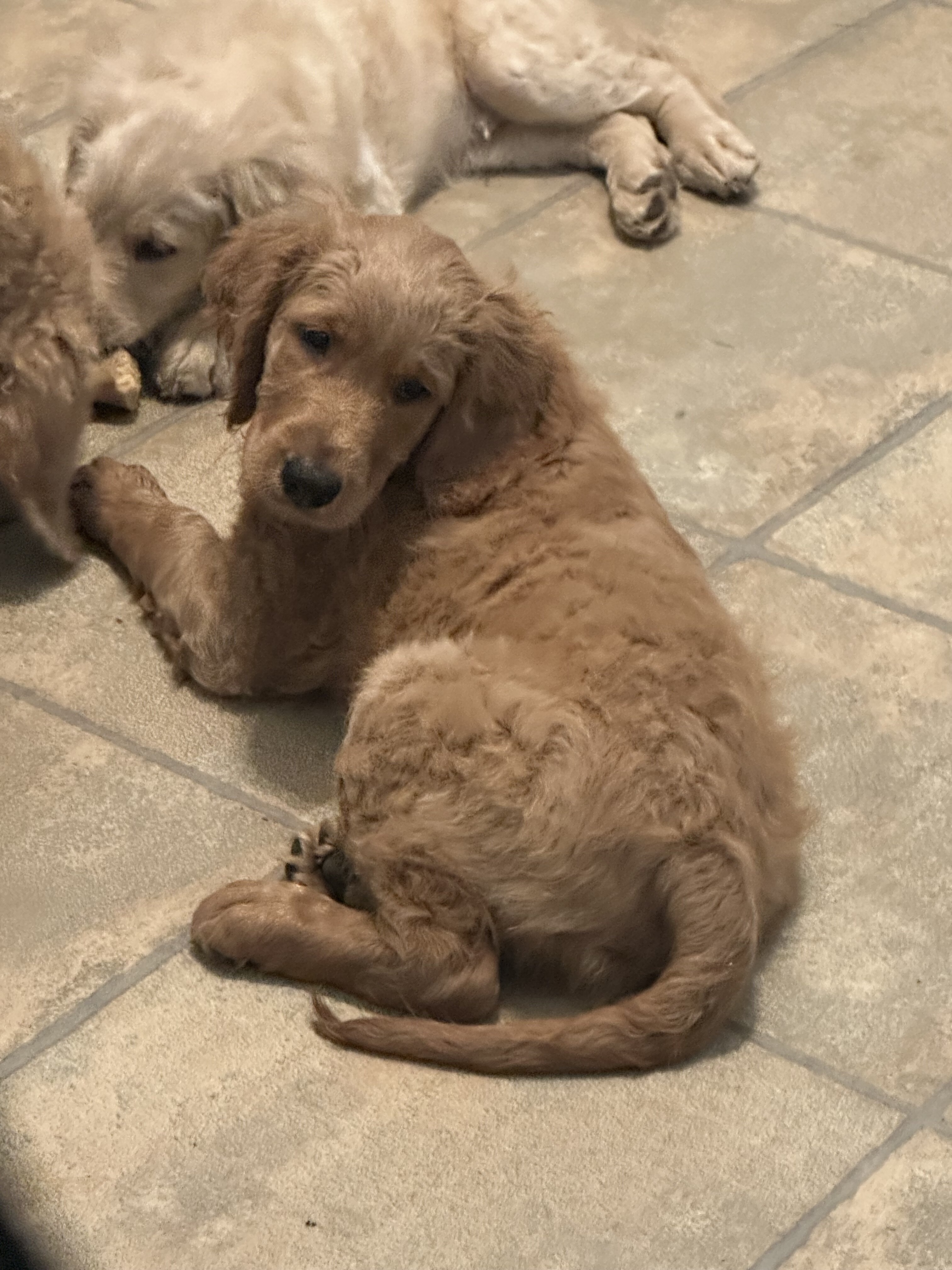 Goldendoodle puppies multigen image 6