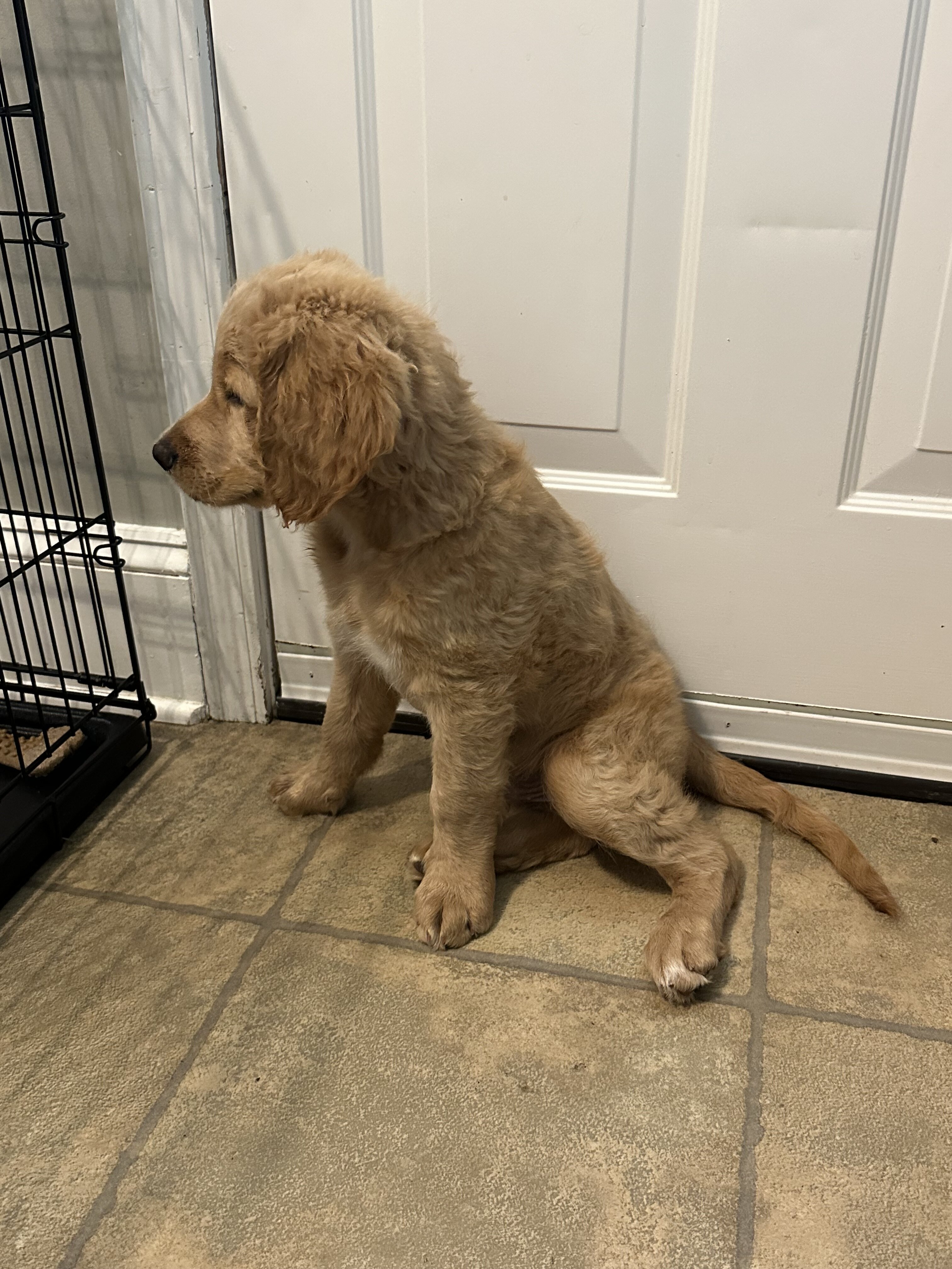 Goldendoodle puppies multigen image 4