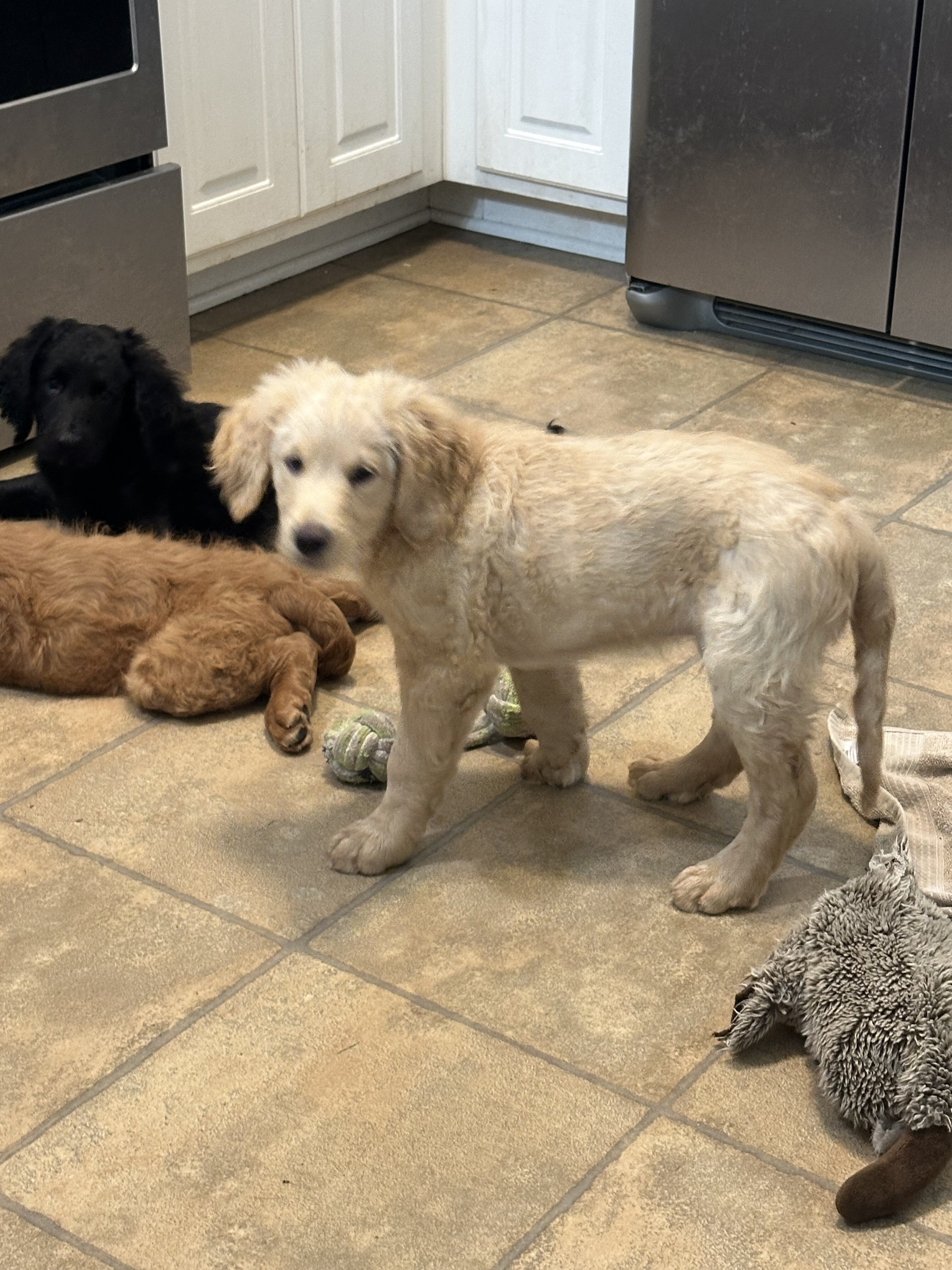 Goldendoodle puppies multigen image 5