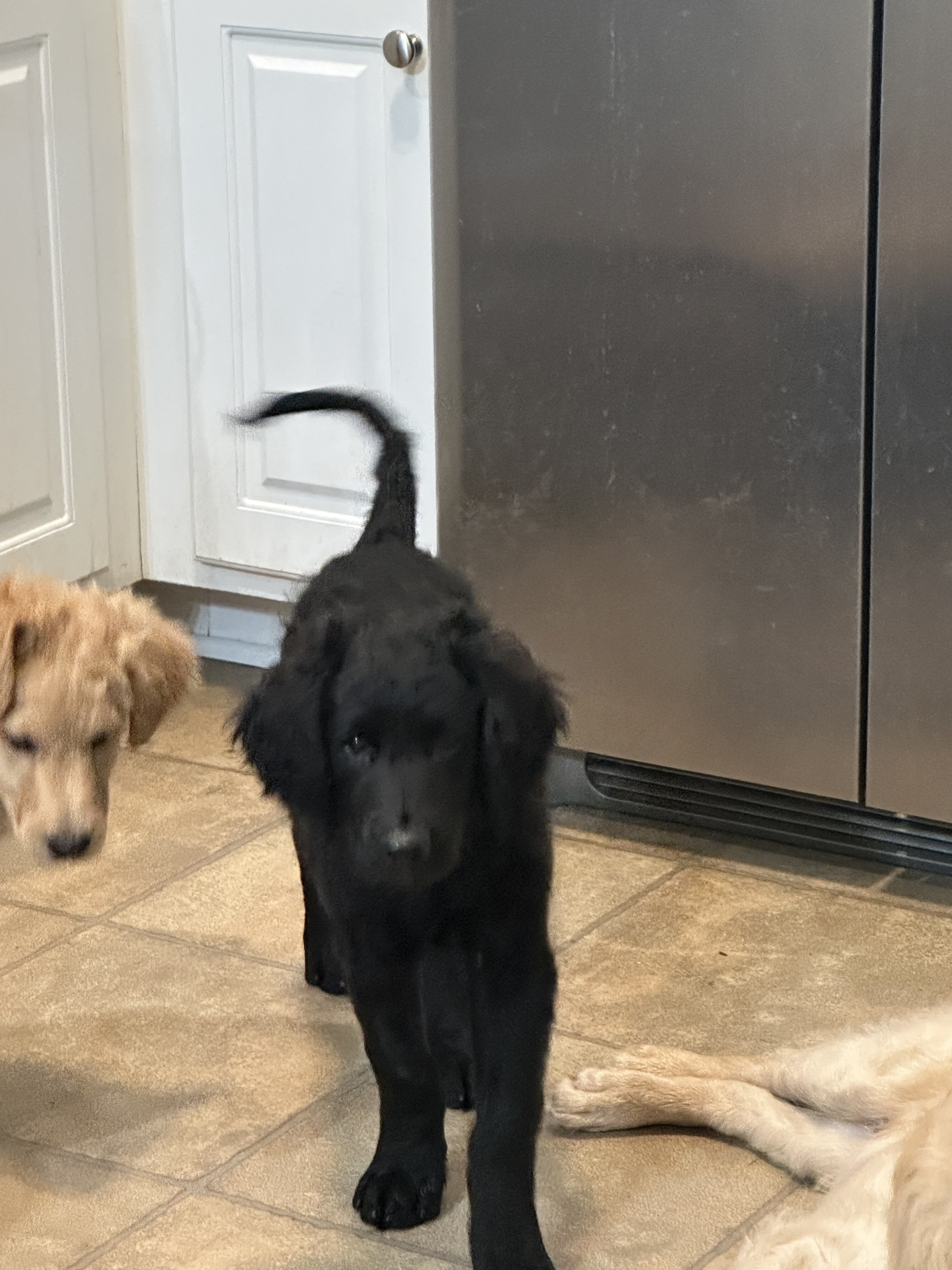 Goldendoodle puppies multigen image 2