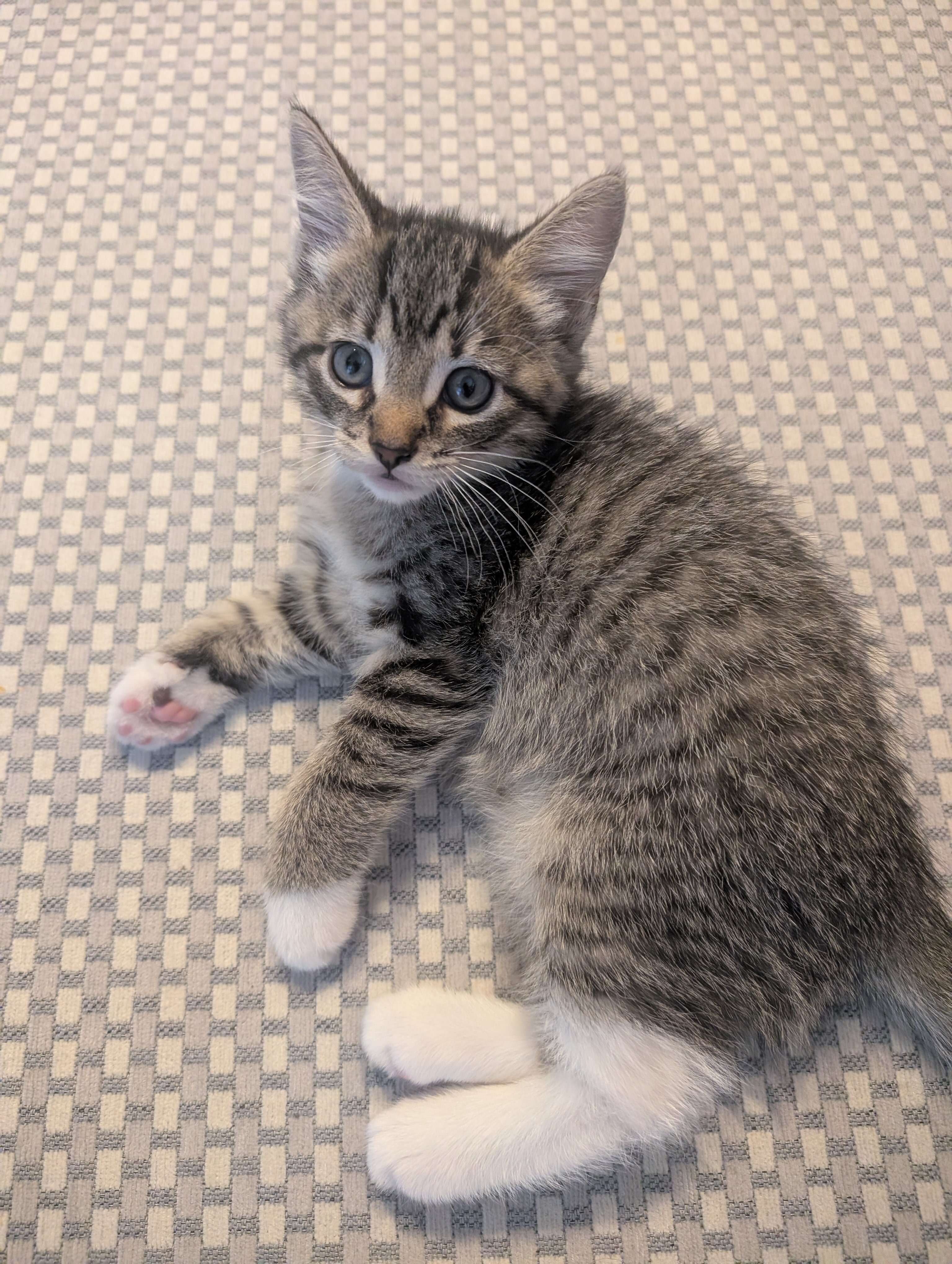Tabby Kitten image 1