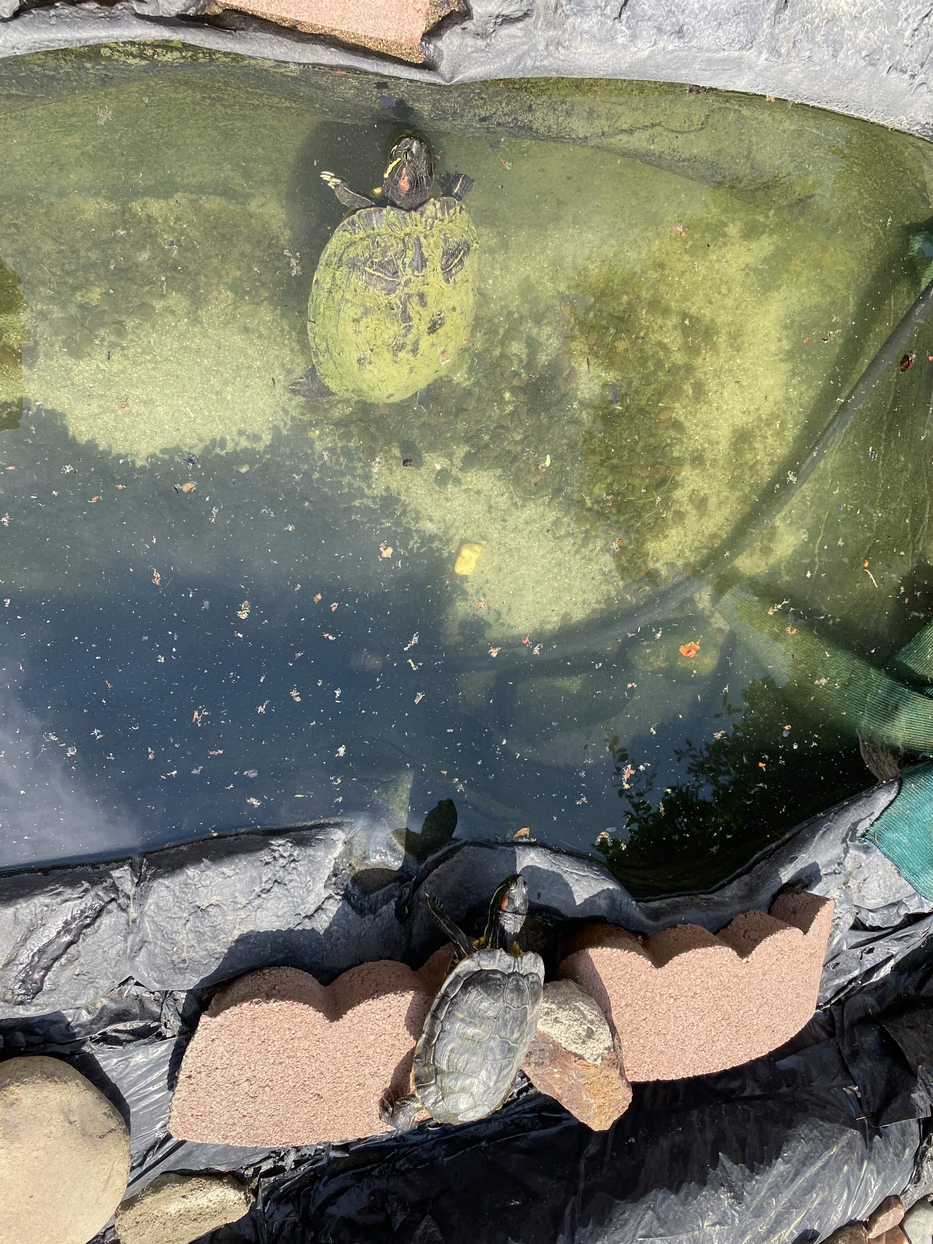 Two red eared slider turtles image 2