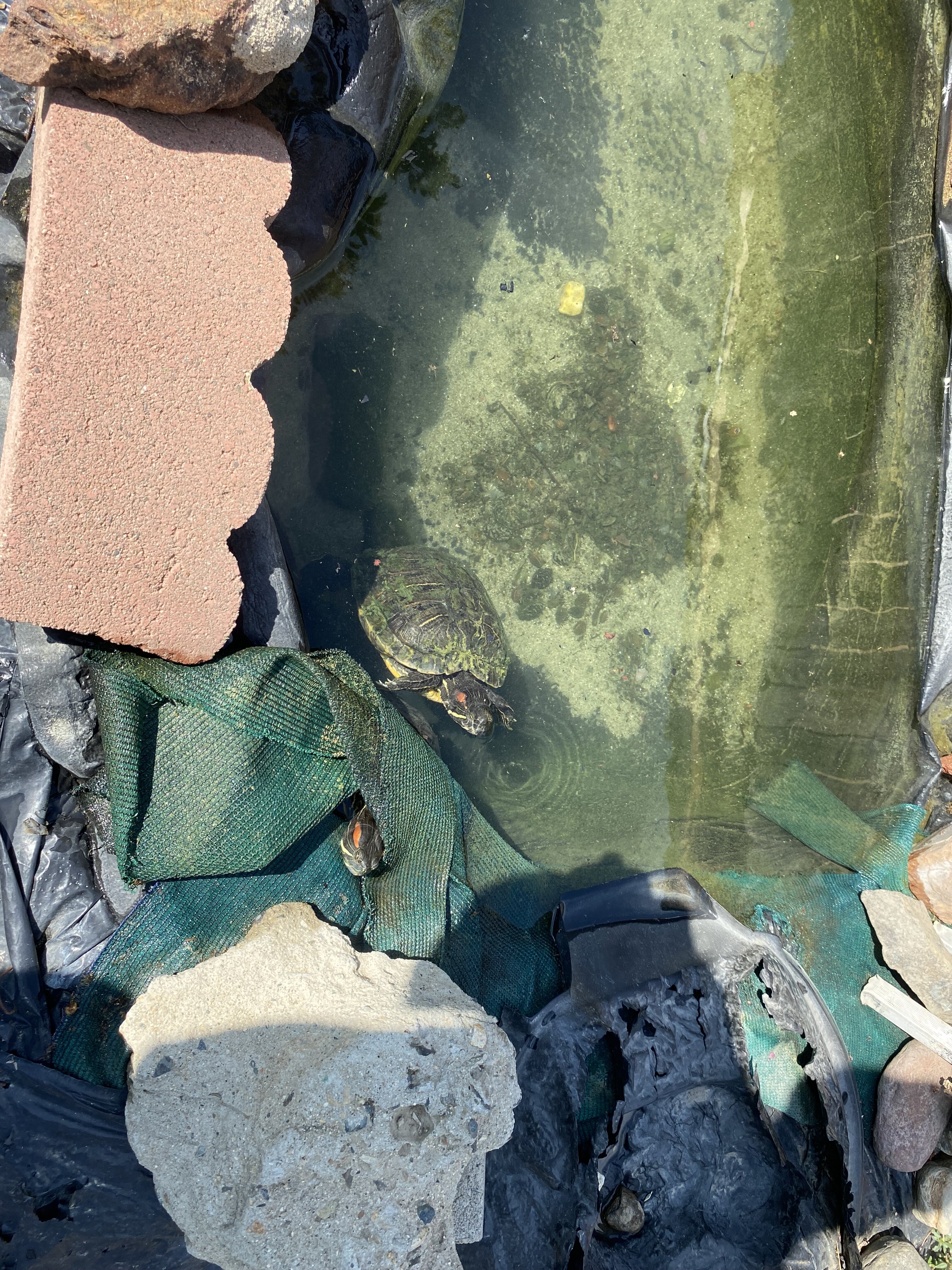 Two red eared slider turtles image 1
