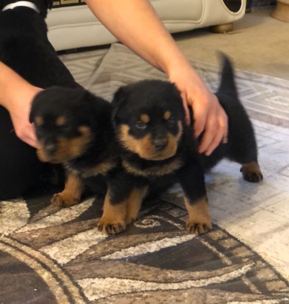 Rottwelier Puppies image 1