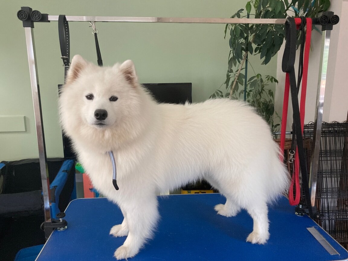 Pedigreed AKC Samoyed - 4 Year Old Proven Male image 4