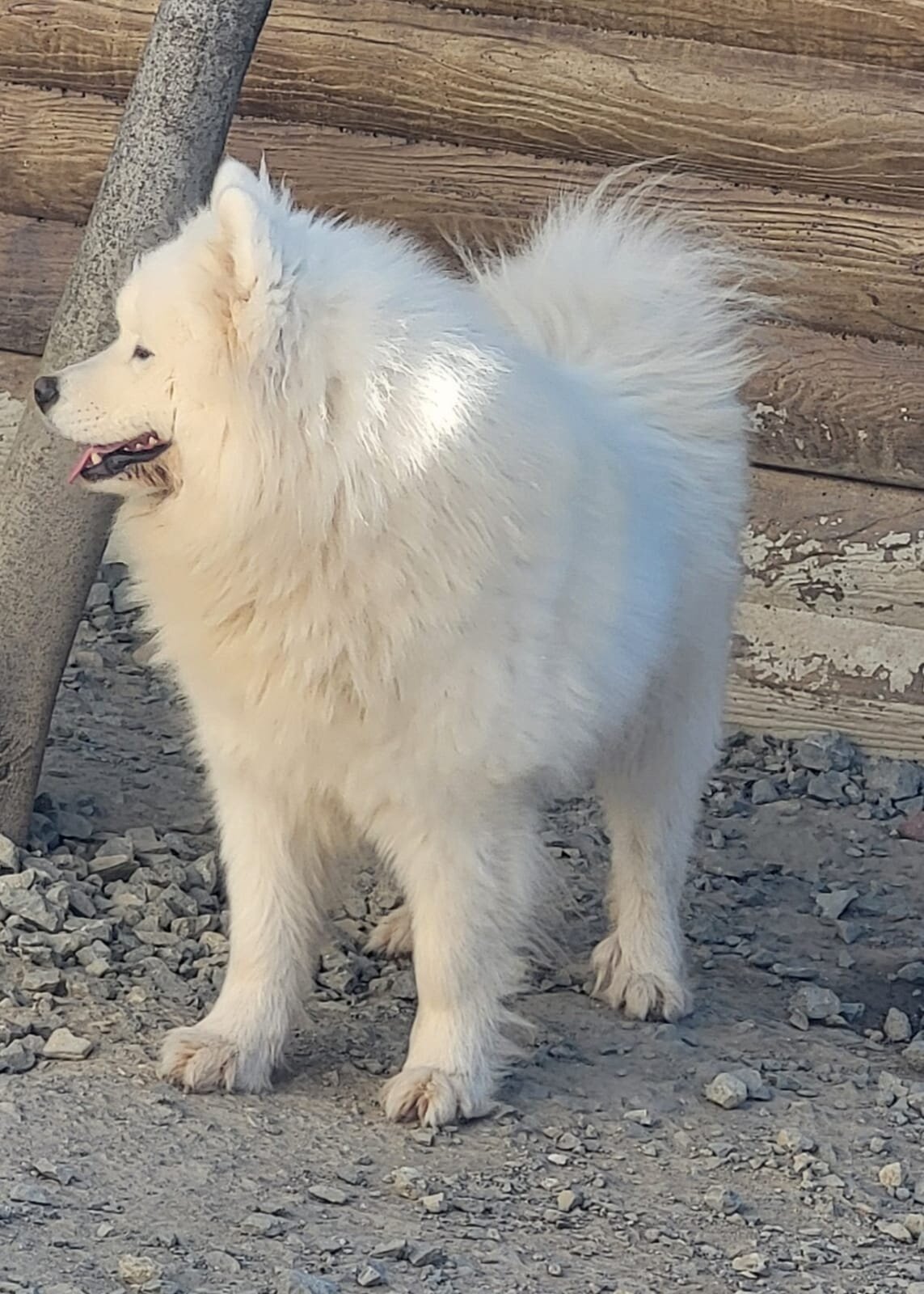 Pedigreed AKC Samoyed - 4 Year Old Proven Male image 6