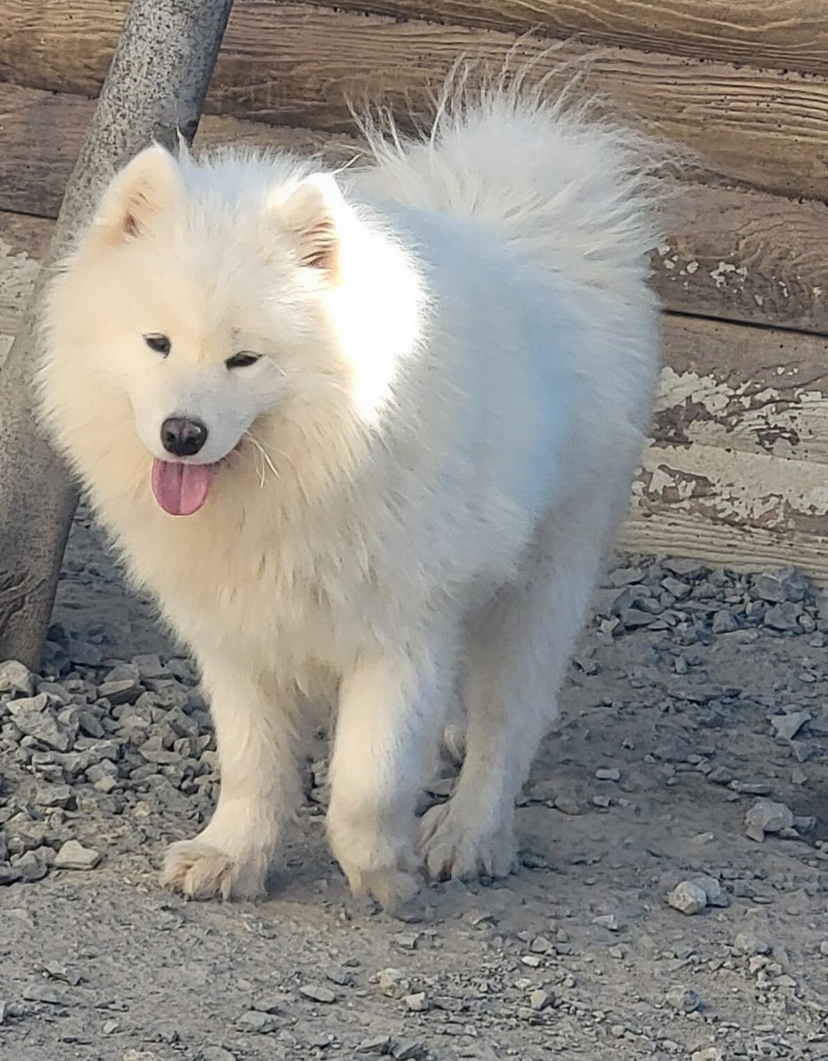 Pedigreed AKC Samoyed - 4 Year Old Proven Male image 7