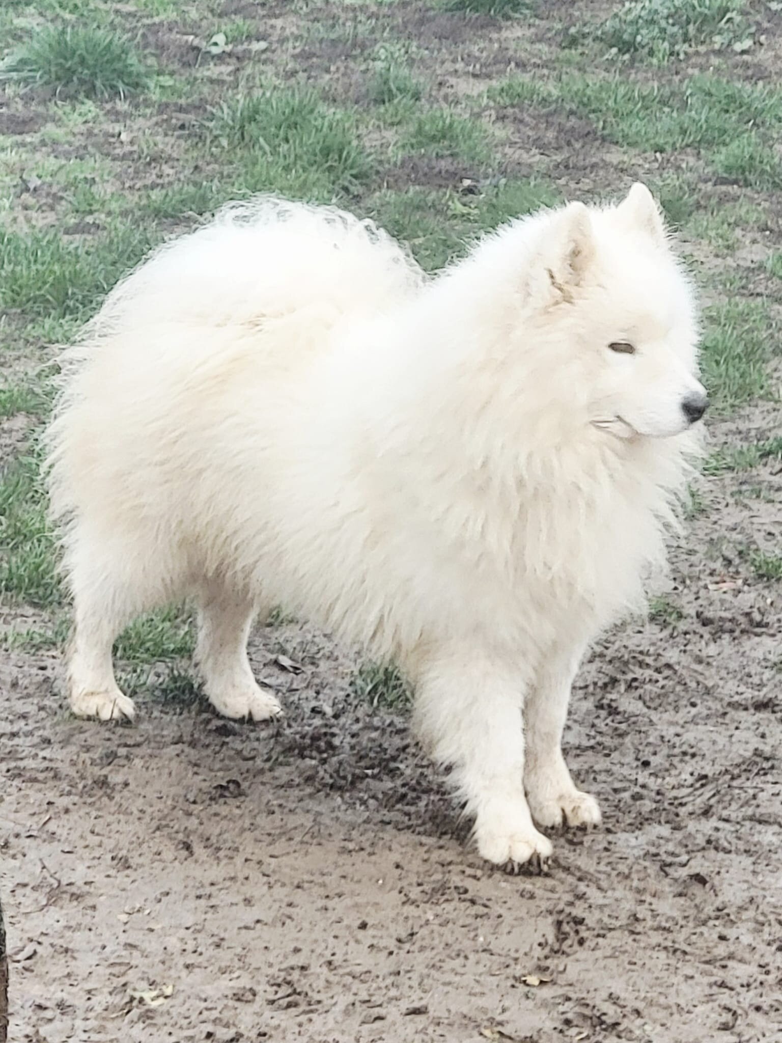 Pedigreed AKC Samoyed - 4 Year Old Proven Male image 1
