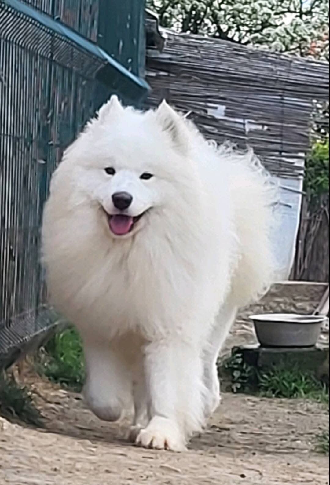 Pedigreed AKC Samoyed - 4 Year Old Proven Male image 2