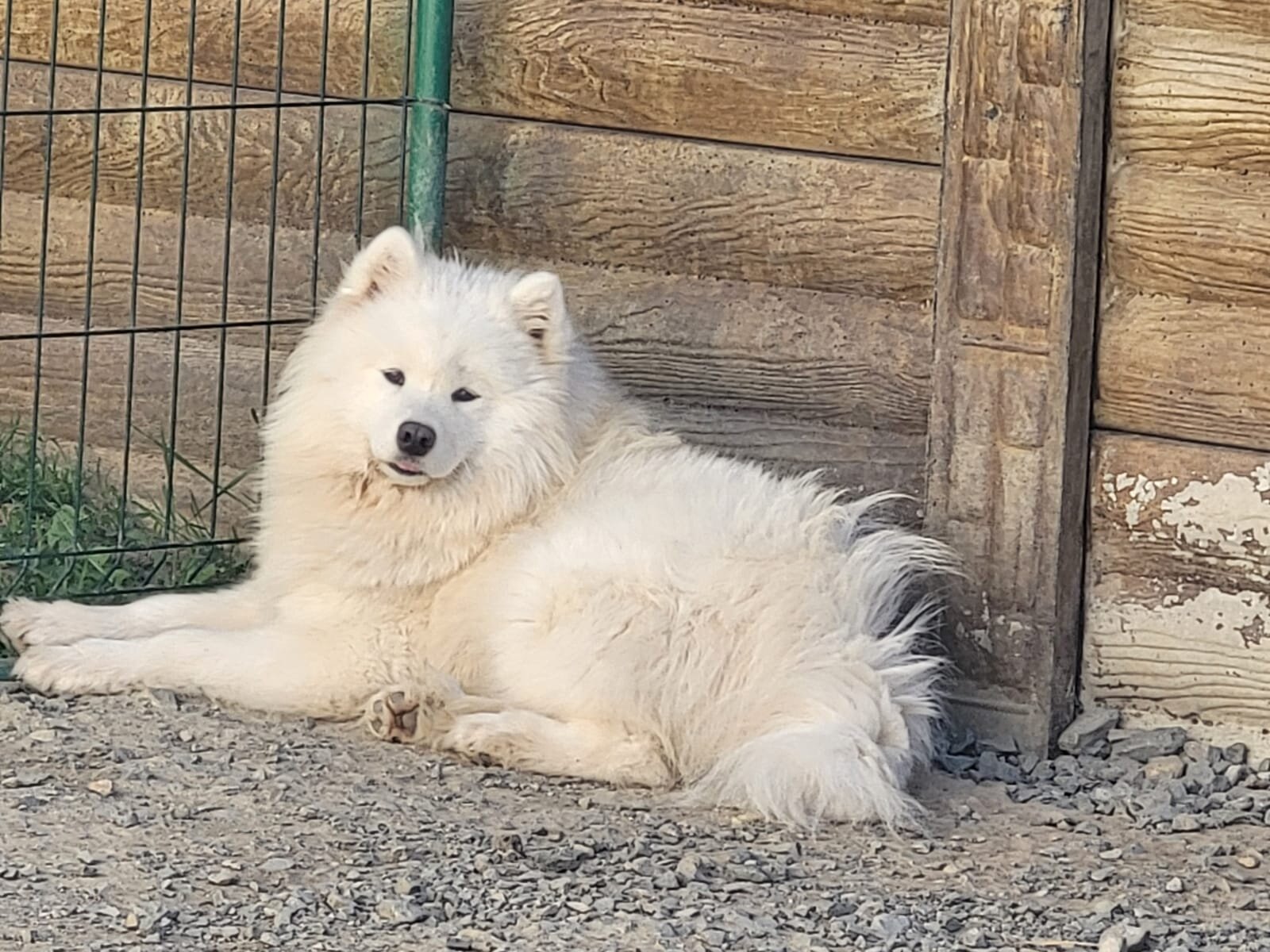 Pedigreed AKC Samoyed - Adult Female - Unlimited image 1