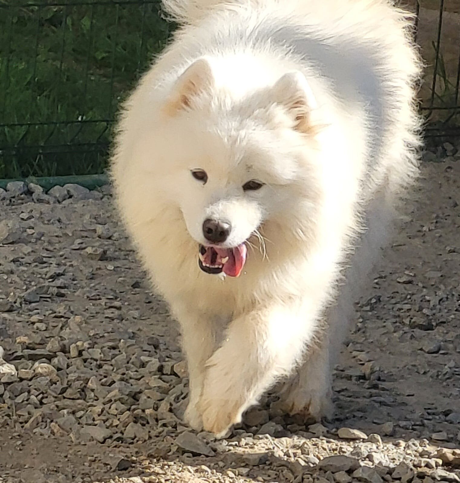 Pedigreed AKC Samoyed - Adult Female - Unlimited image 3