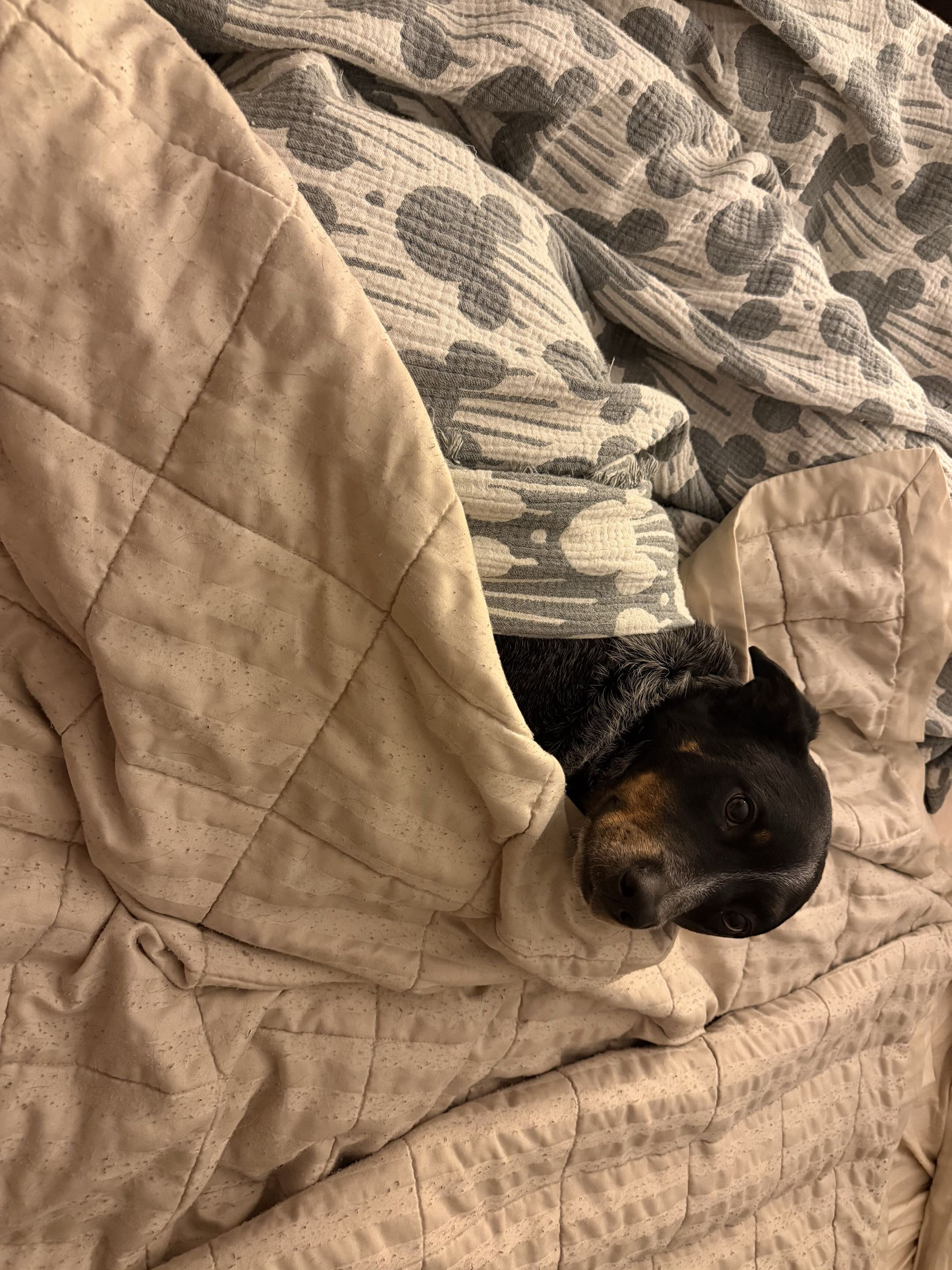 2yo Female Spayed Australian Cattle Dog image 2