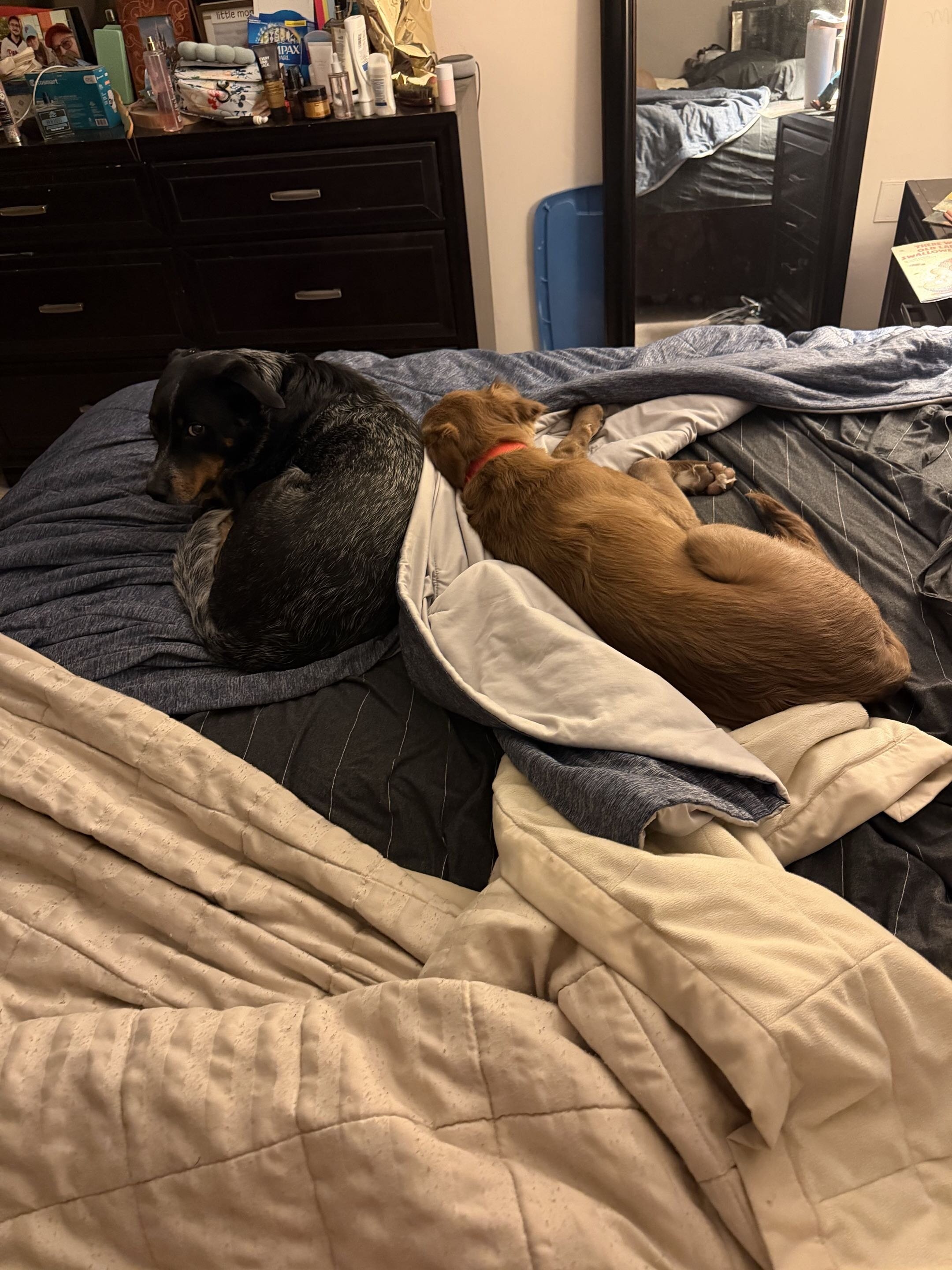 2yo Female Spayed Australian Cattle Dog image 4