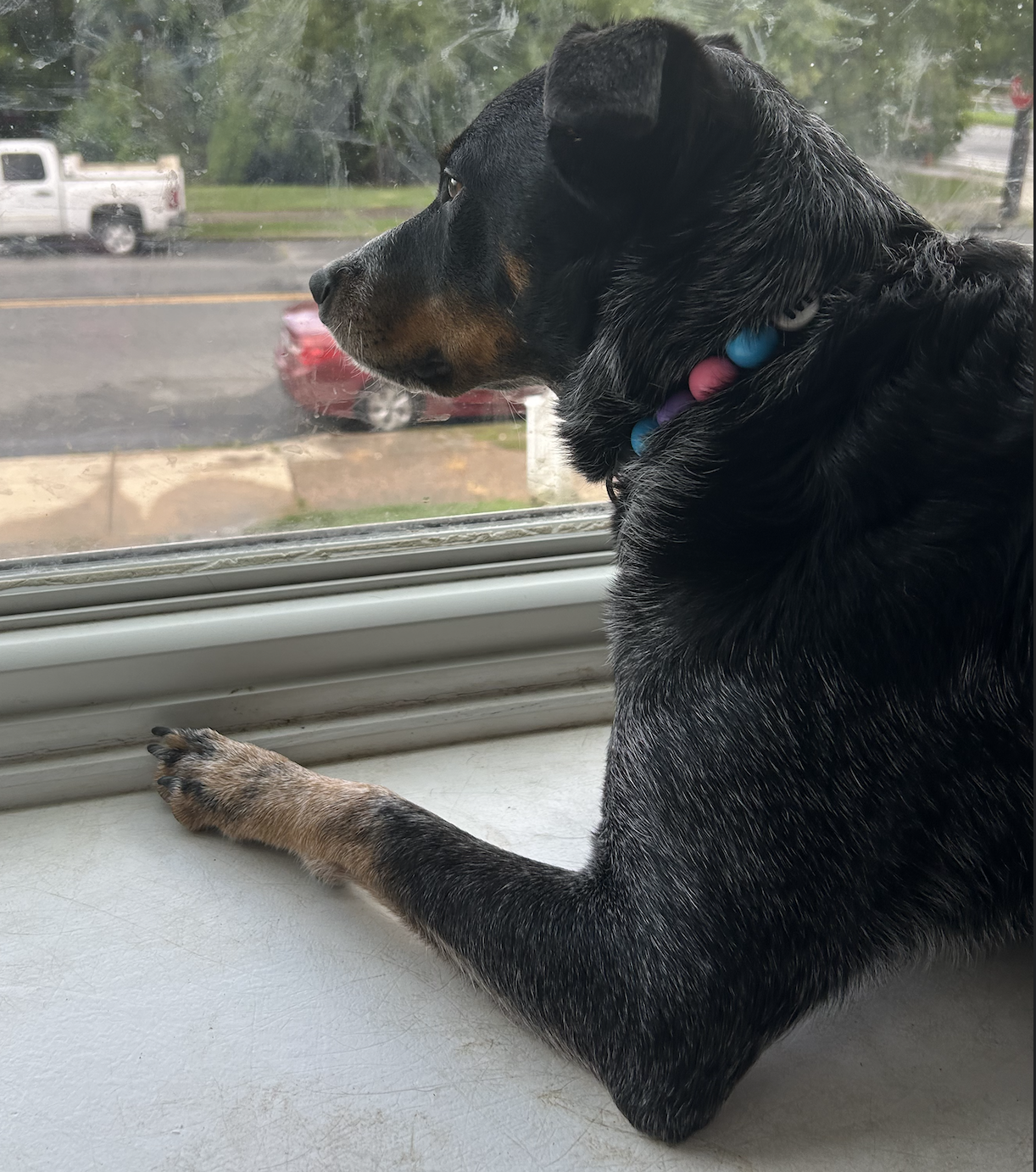 2yo Female Spayed Australian Cattle Dog image 3