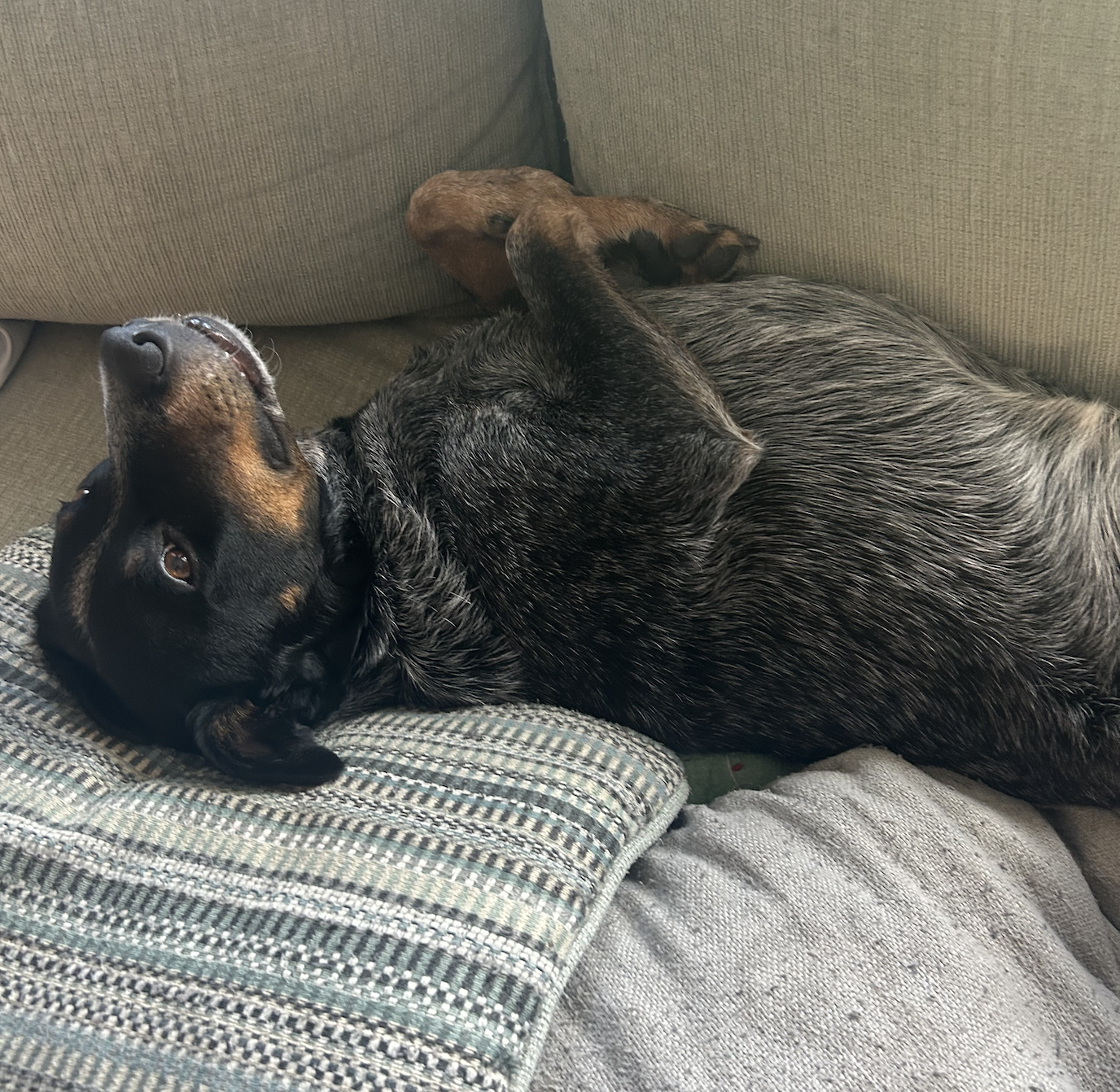 2yo Female Spayed Australian Cattle Dog image 1