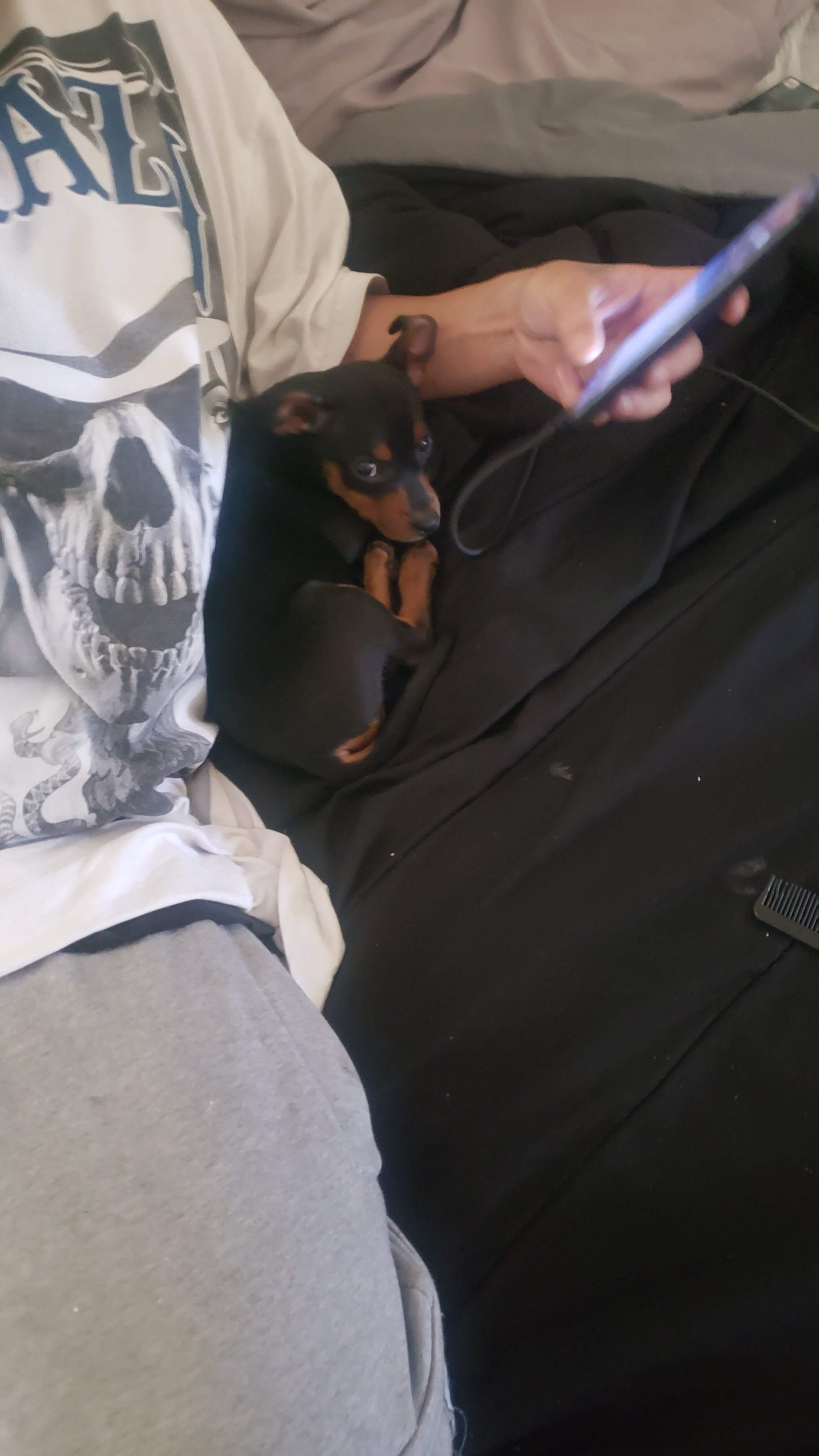 Small dog image 1