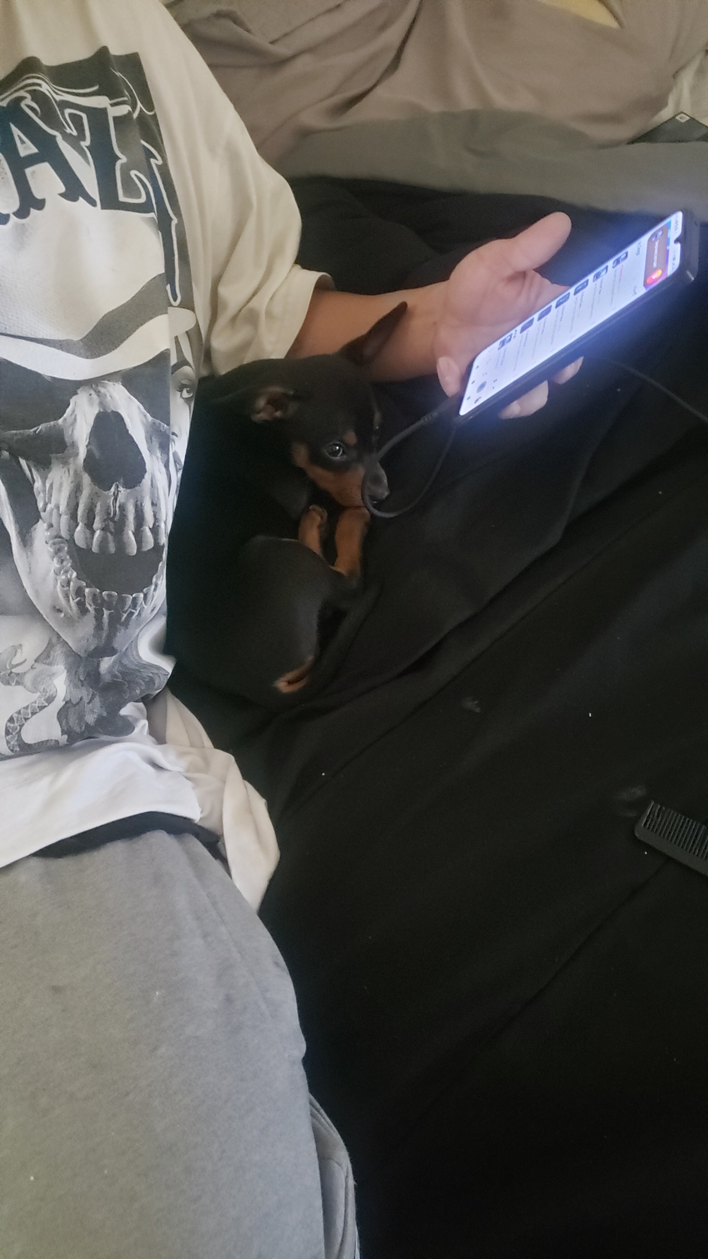 Small dog image 2