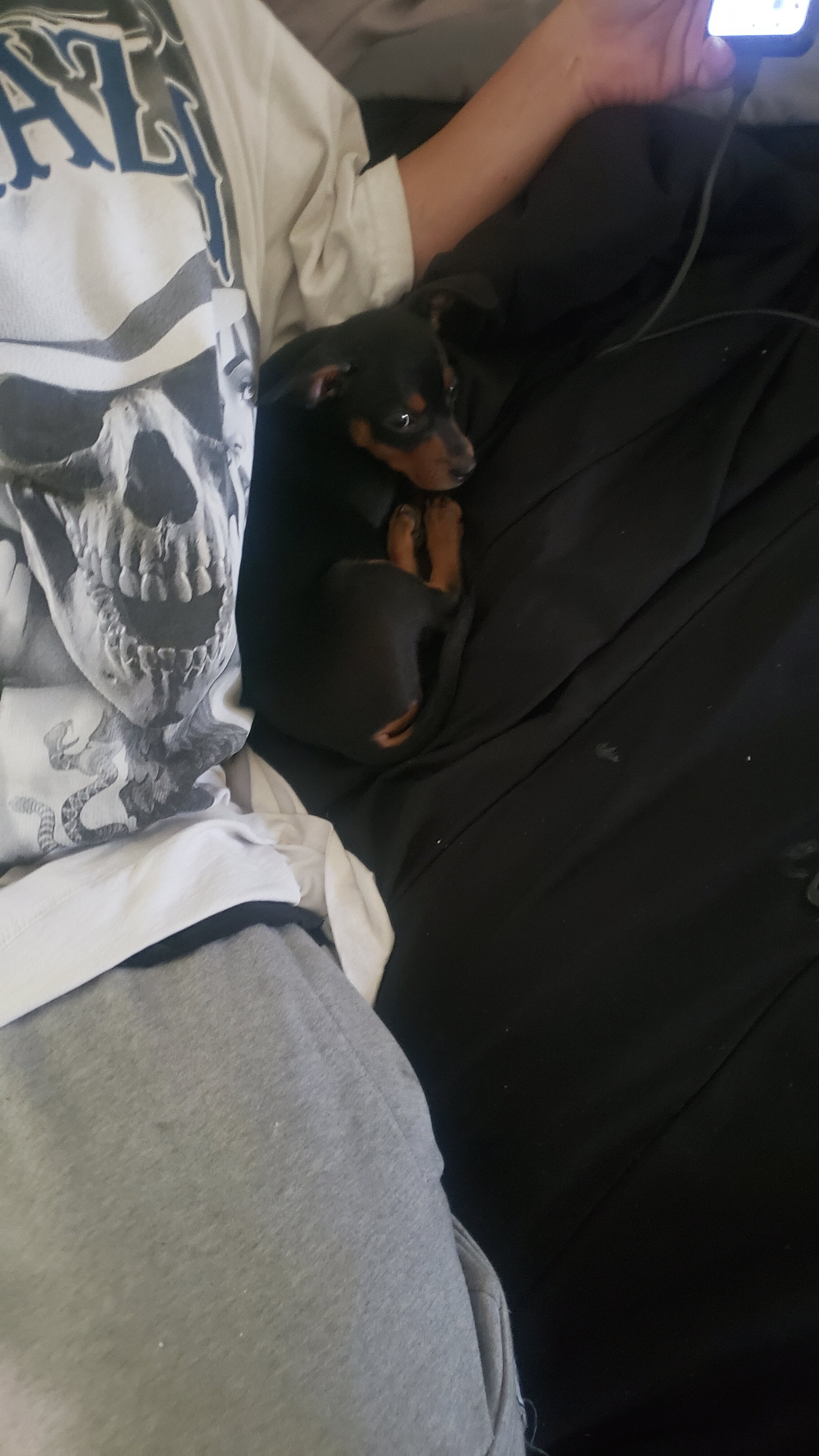 Small dog image 3