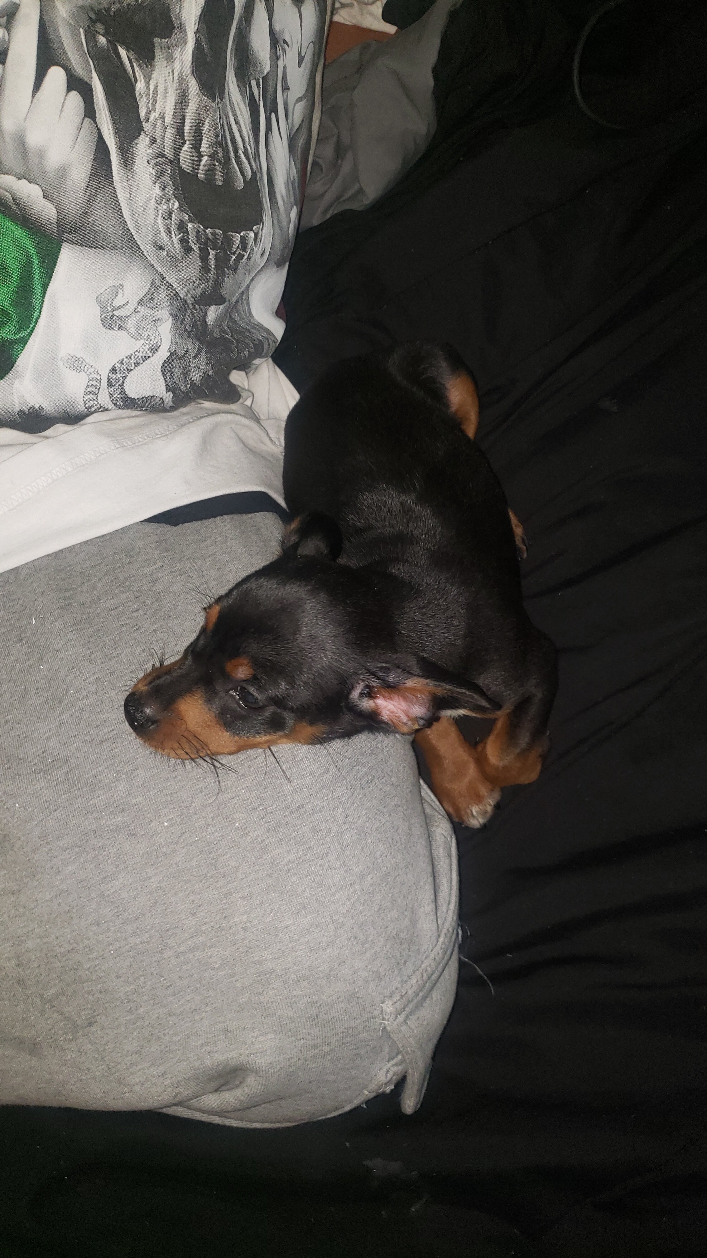 Small dog image 4