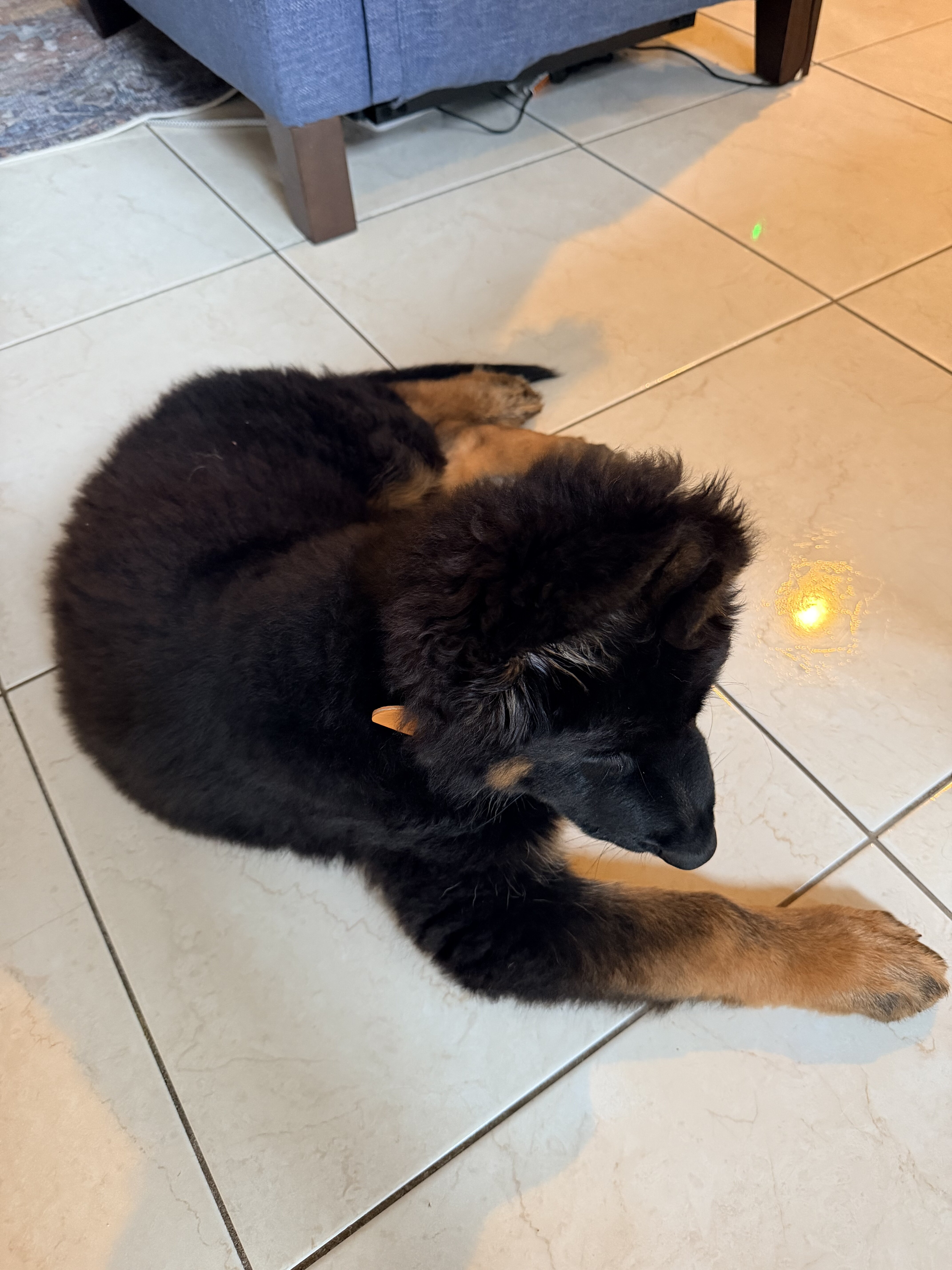 German Shepherd image 3