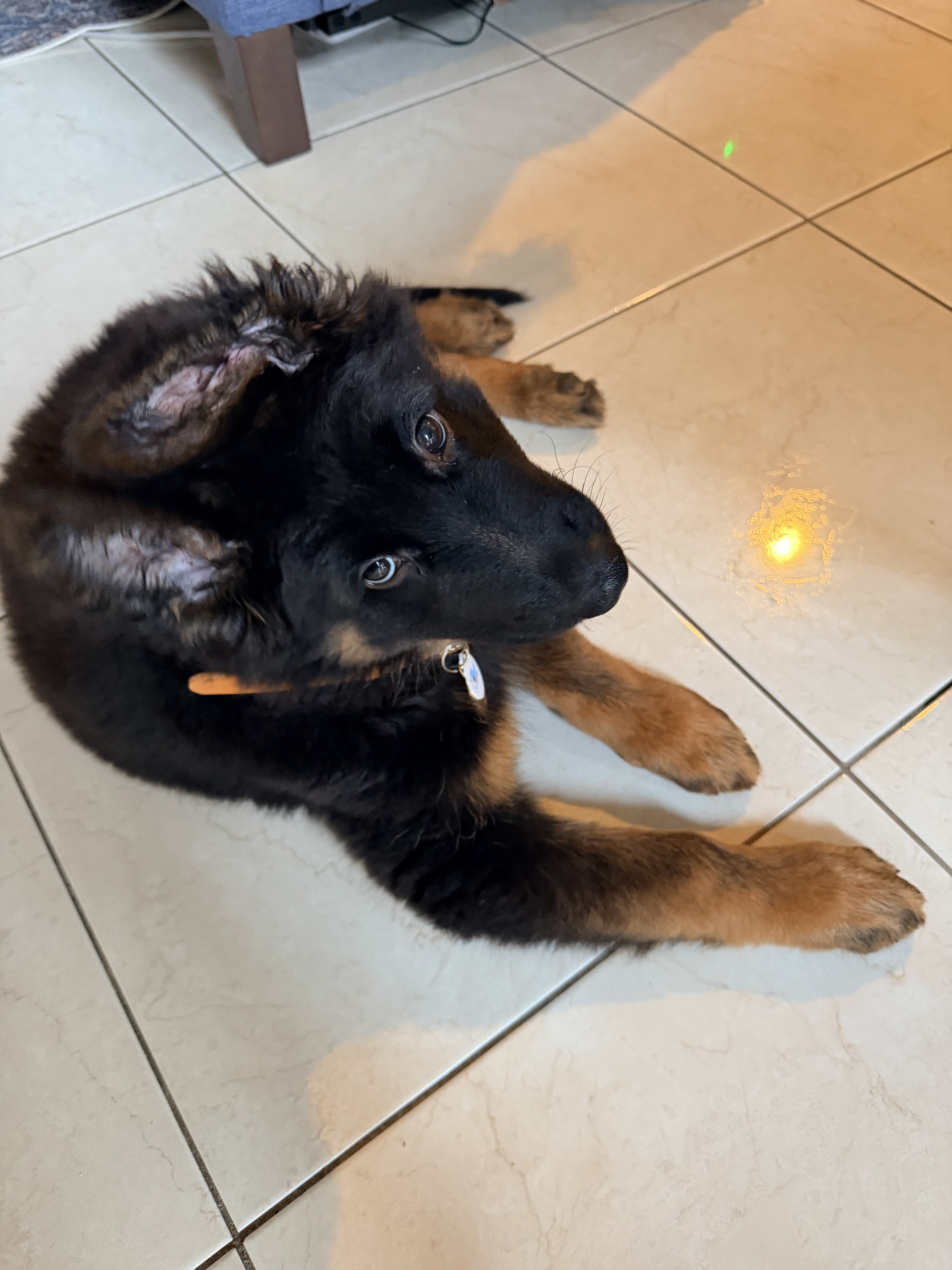 German Shepherd image 2