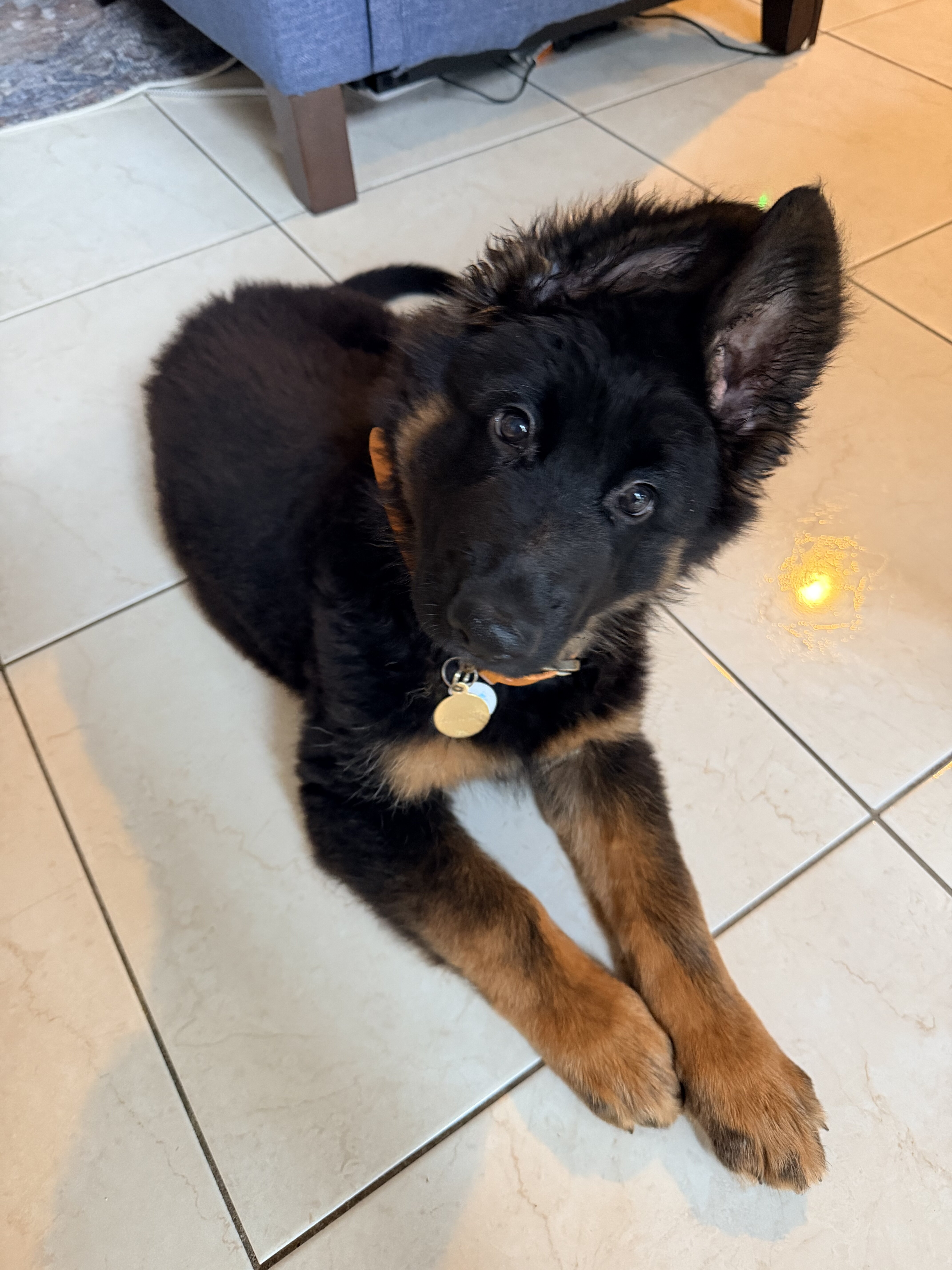 German Shepherd image 1