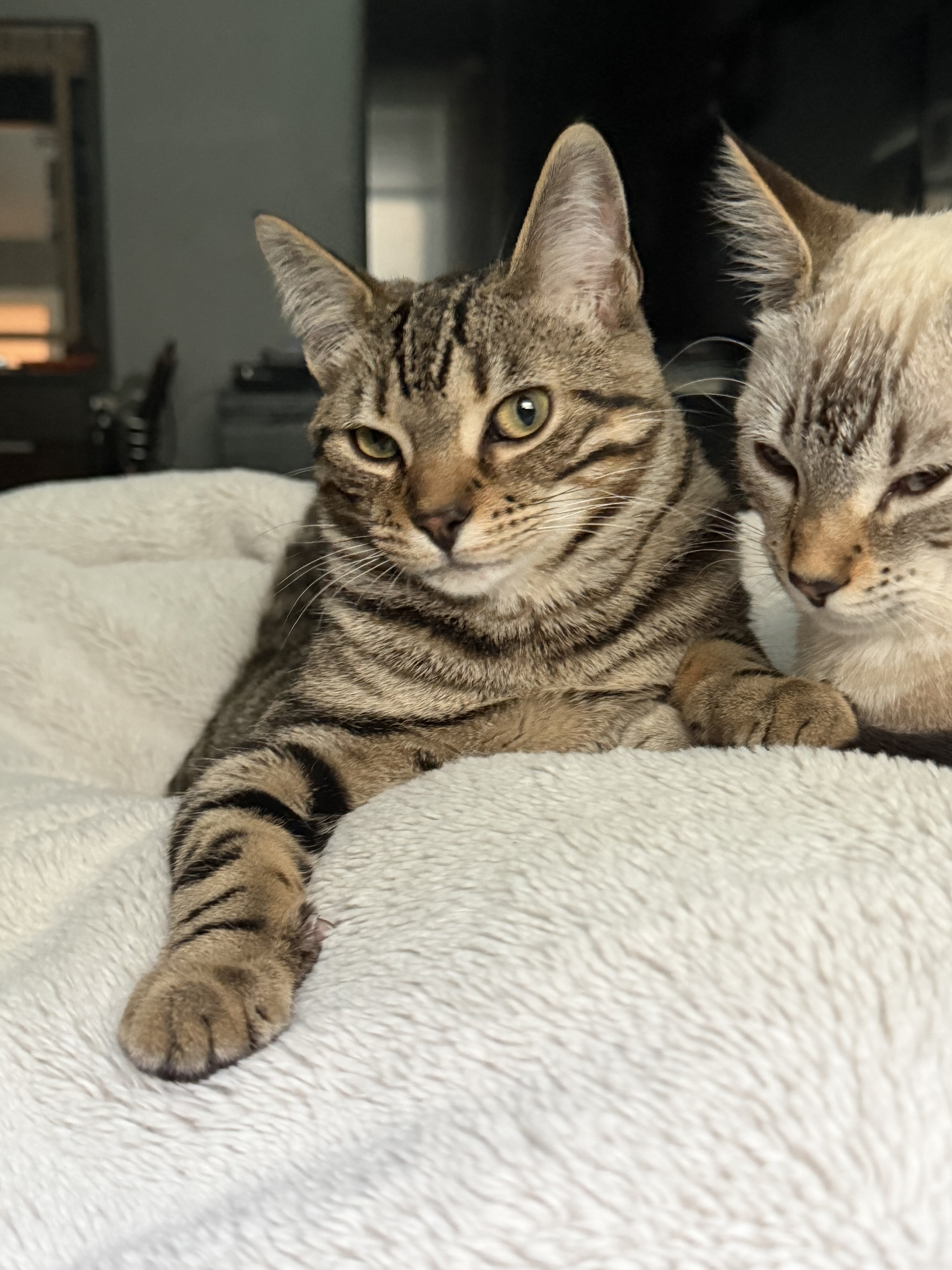 7 month old kittens image 1