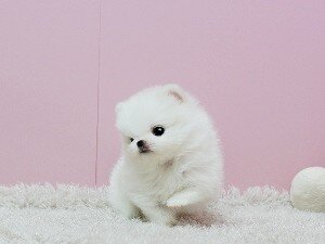 Breath Taking Pomeranian Puppy image 1