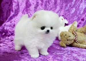 Pomeranian Puppies Available Free image 1