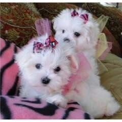 Urgent Maltese Adoption image 1