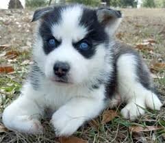 Cute and Adorable siberian husky Puppies for Adopt image 1