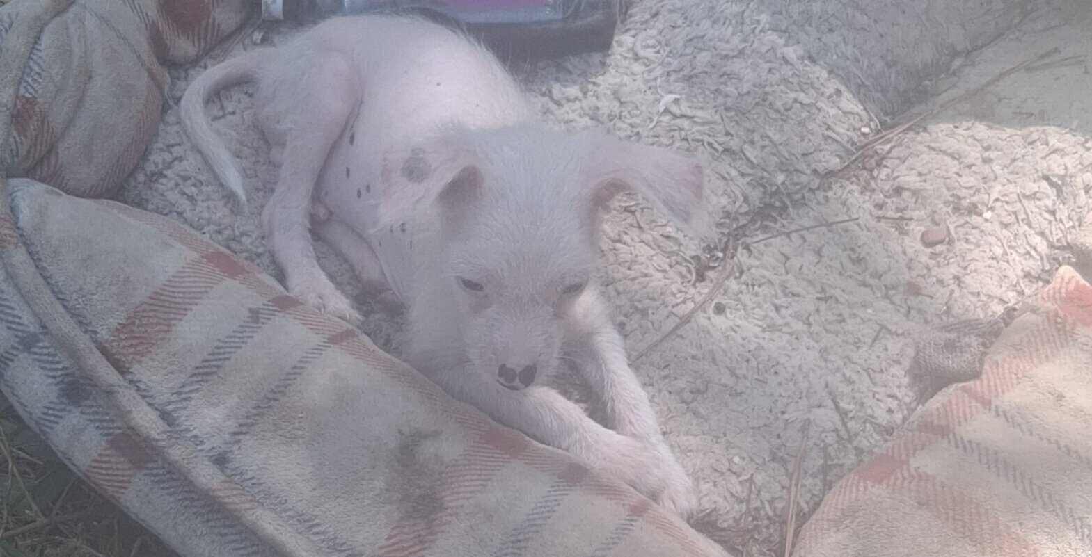 Chinese crested HH puppies available now. image 1