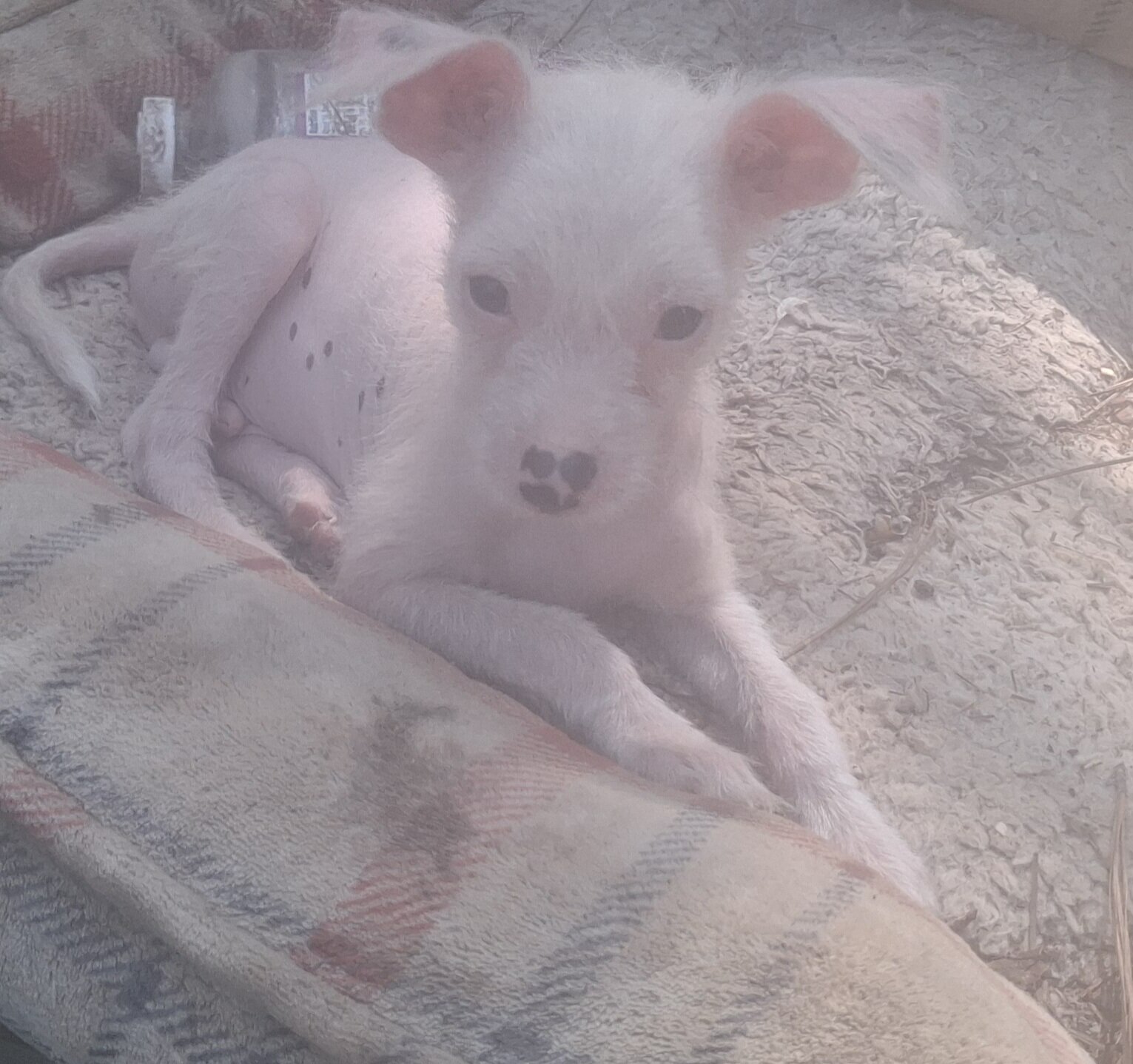 Chinese crested HH puppies available now. image 2
