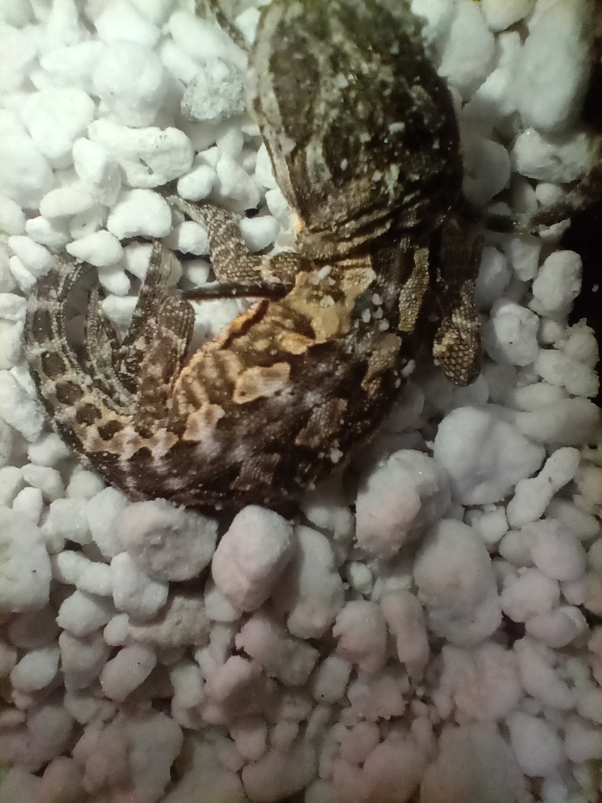 Baby female bearded dragon - $45 rehoming fee image 3