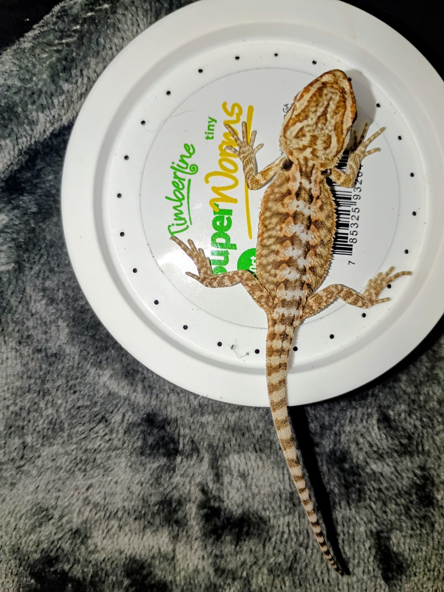 Baby female bearded dragon - $45 rehoming fee image 5