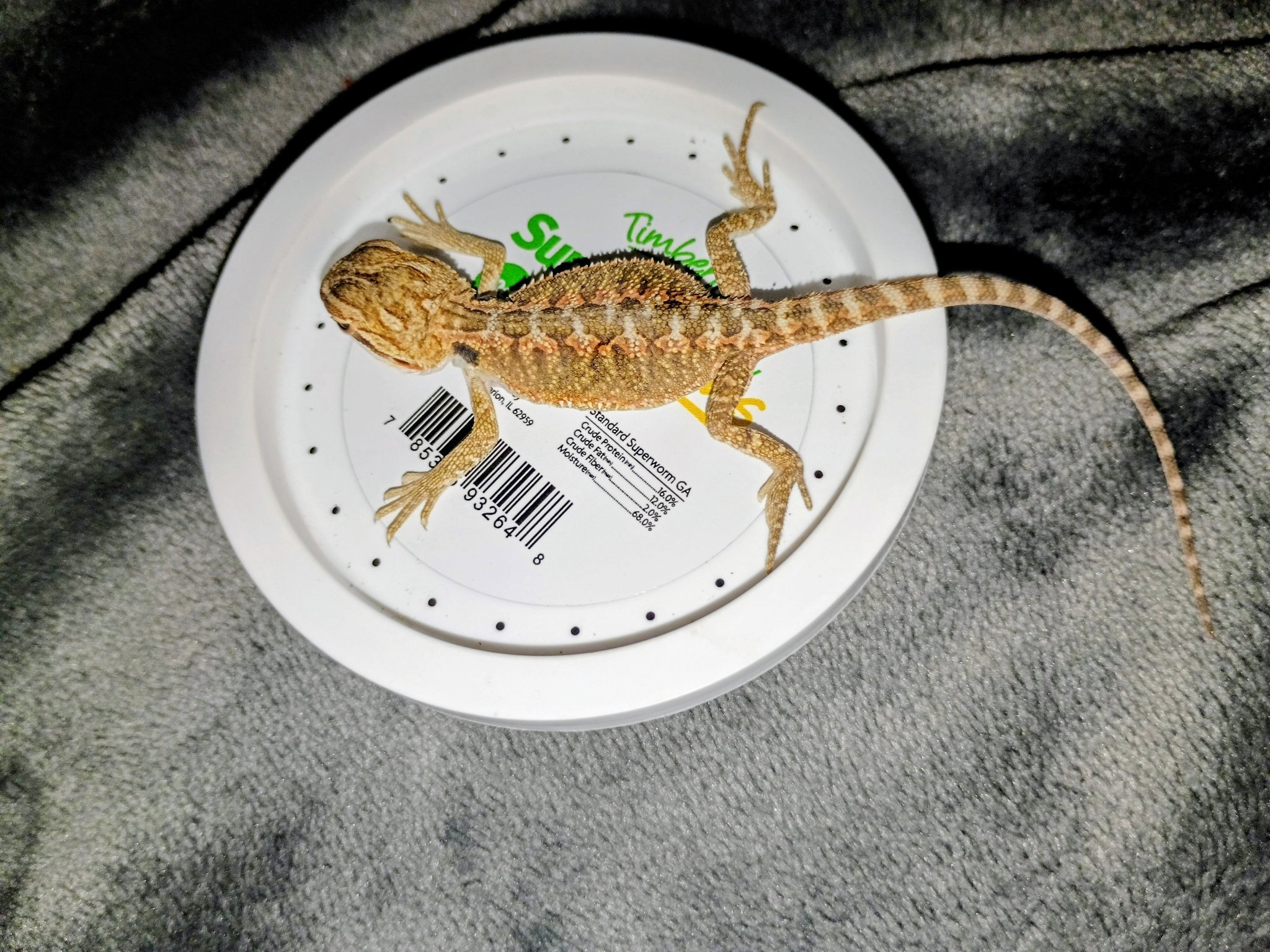 Baby female bearded dragon - $45 rehoming fee image 1