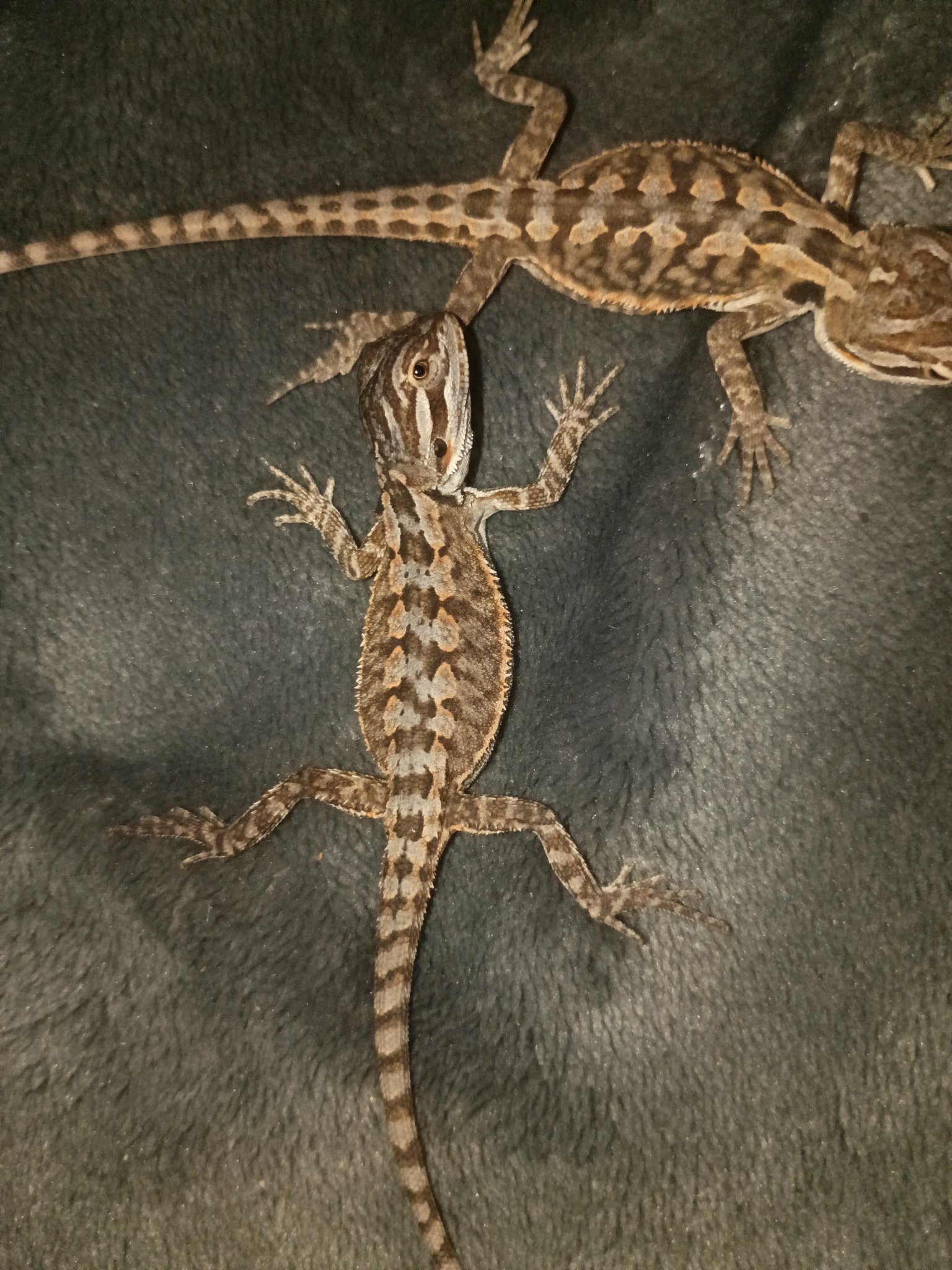 Baby female bearded dragon - $45 rehoming fee image 6