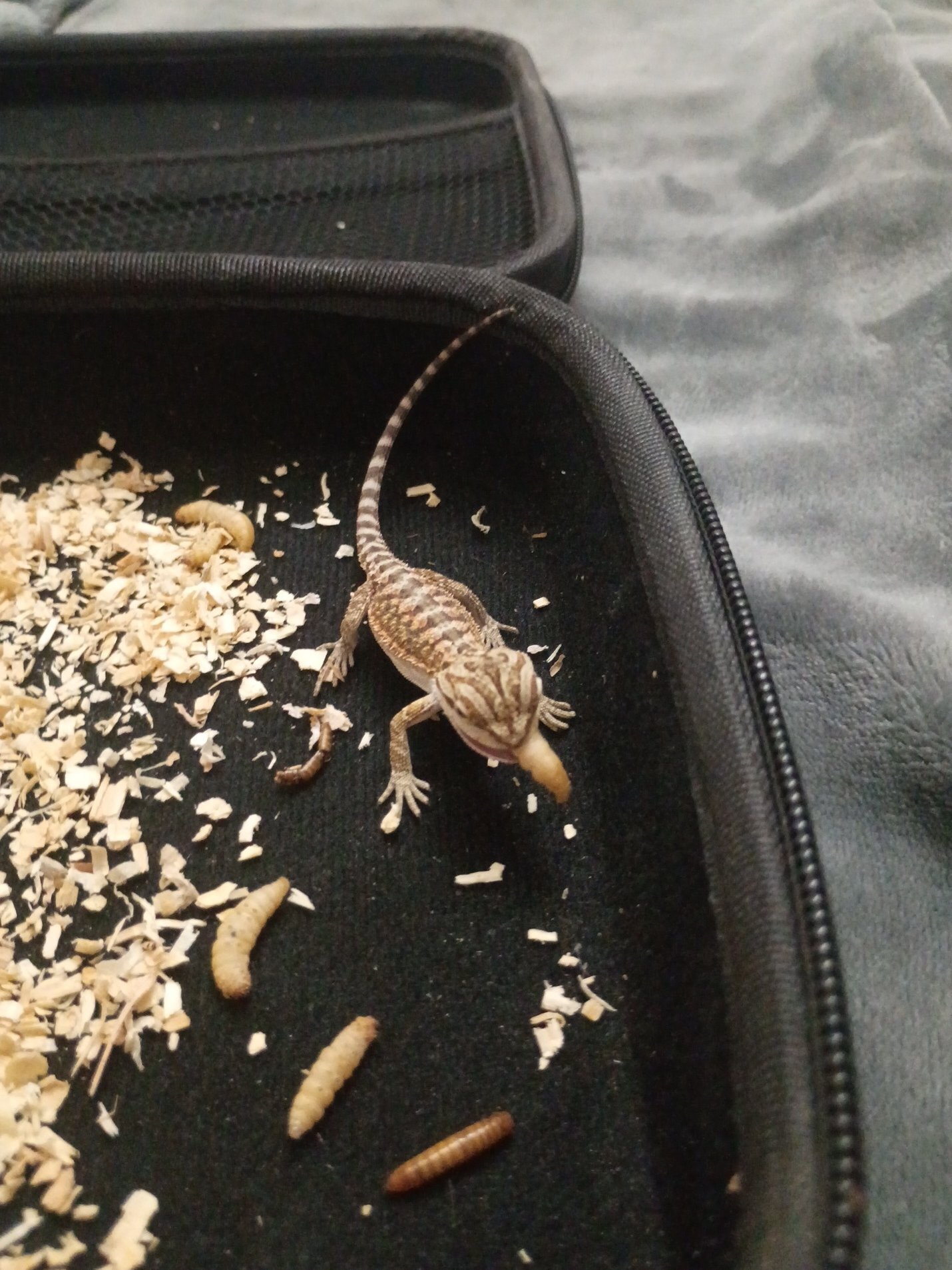 Baby female bearded dragon - $45 rehoming fee image 4