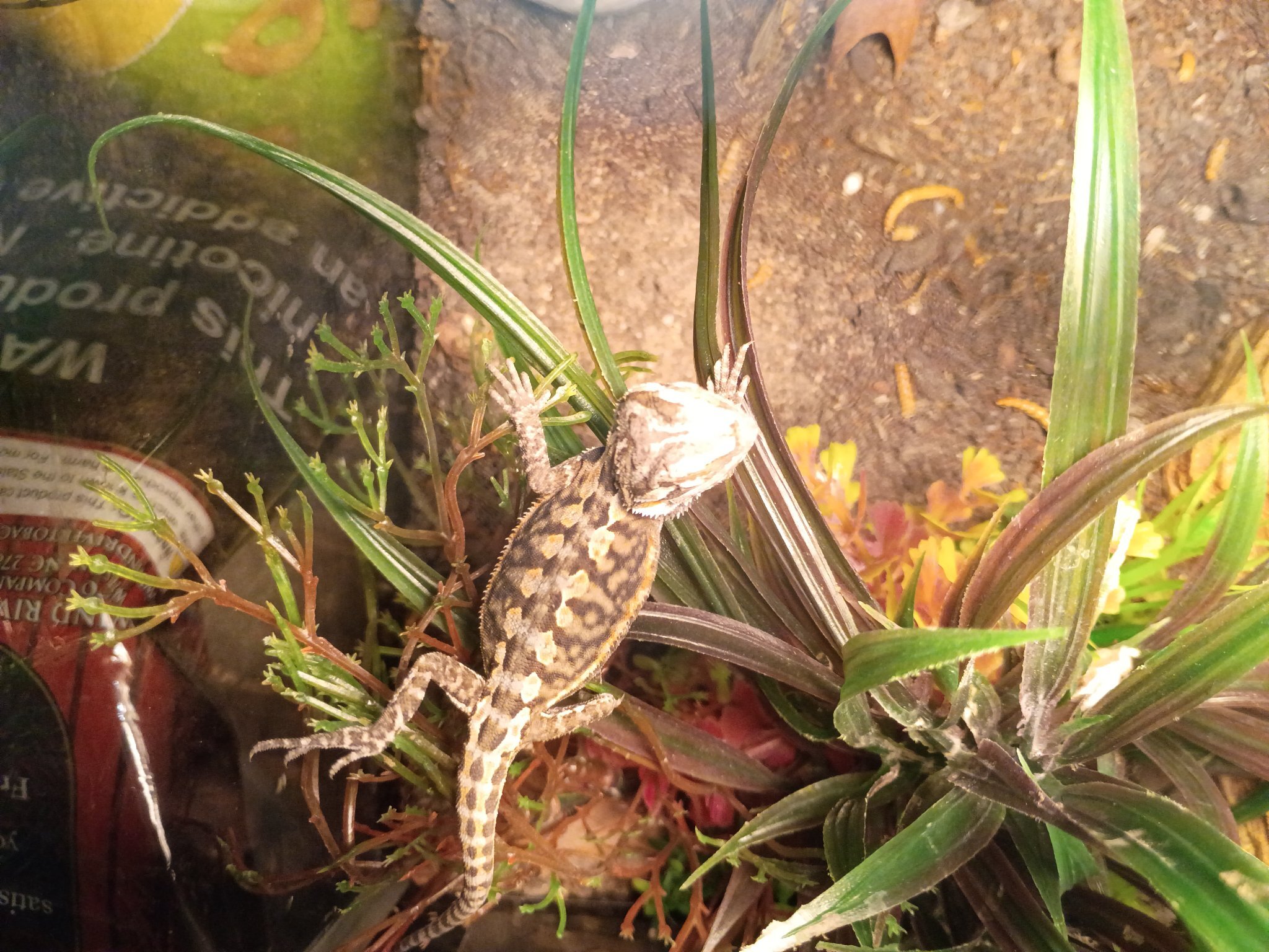Baby female bearded dragon - $45 rehoming fee image 2