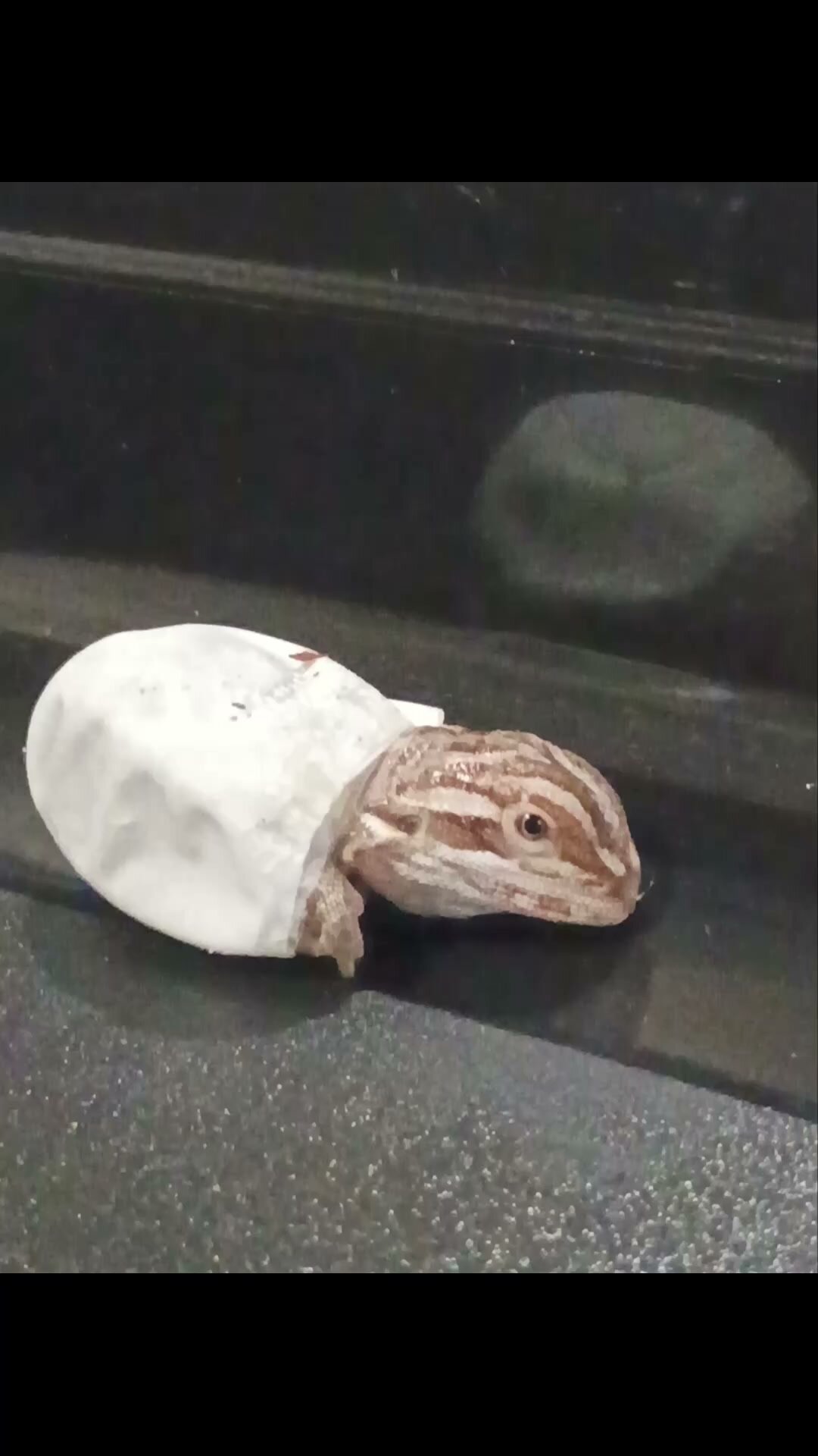 Baby female bearded dragon - $45 rehoming fee image 8