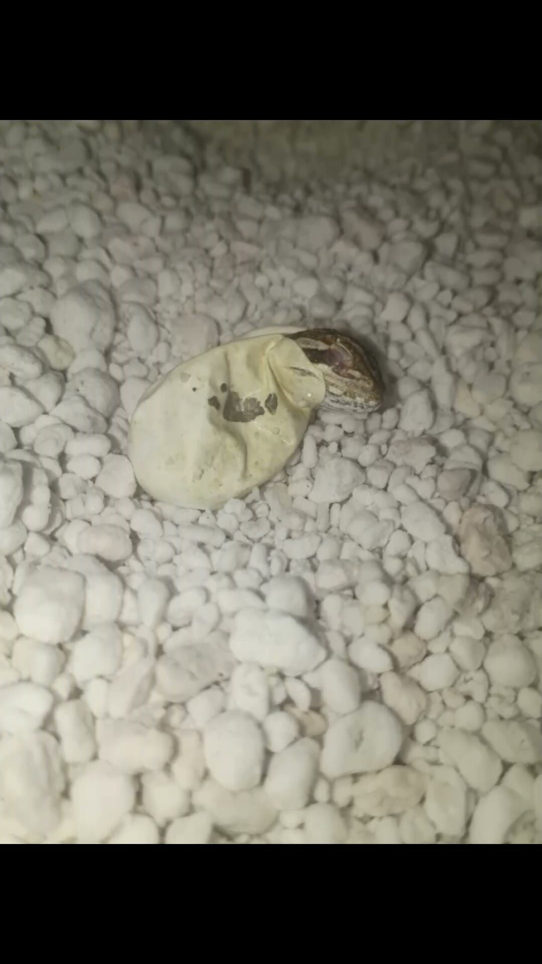 Baby female bearded dragon - $45 rehoming fee image 9