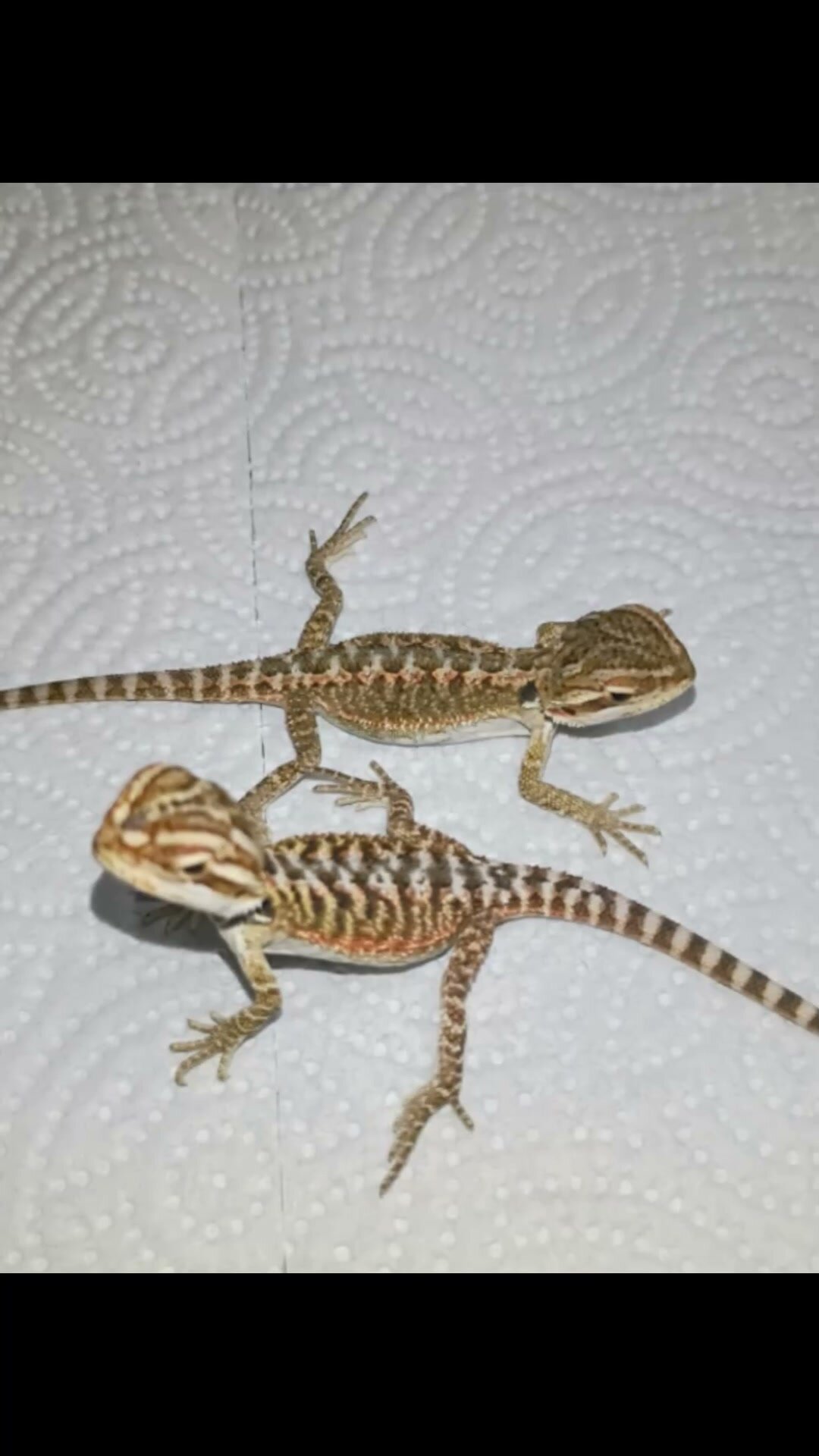 Baby female bearded dragon - $45 rehoming fee image 10